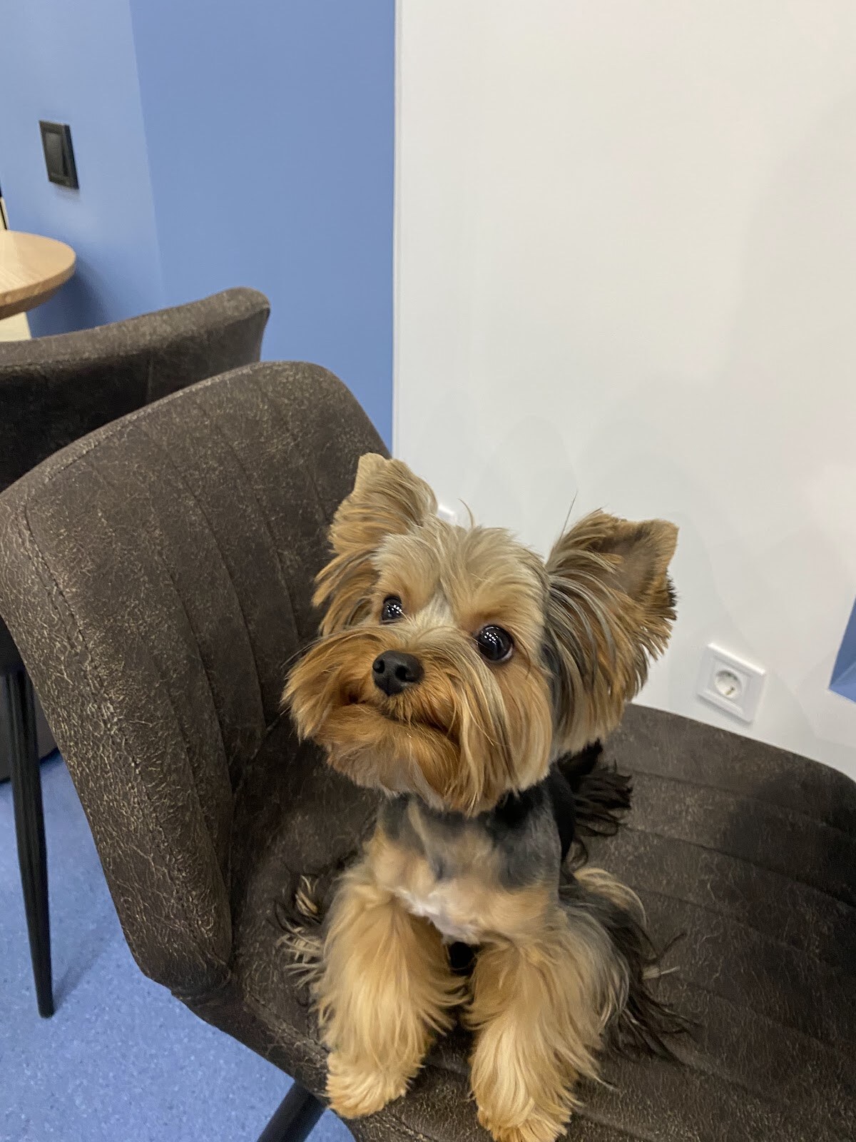HealthyPet