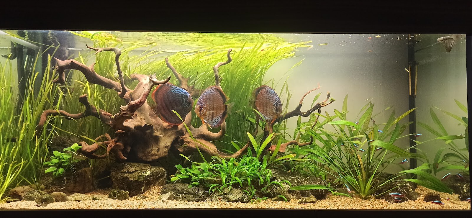 Fish Home Service - дизайн і обслуговування акваріумів