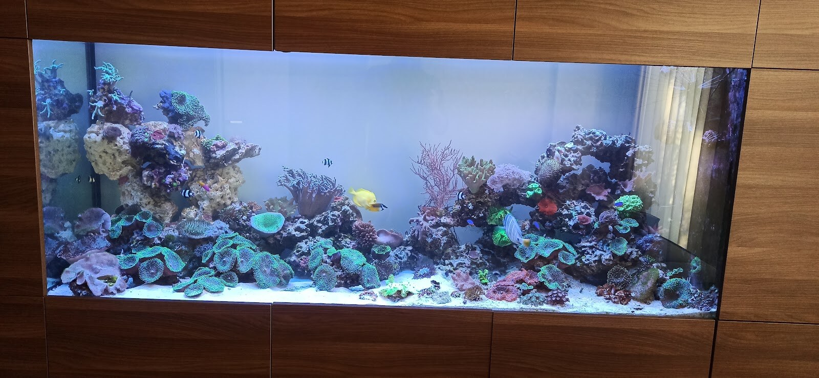 Fish Home Service - дизайн і обслуговування акваріумів
