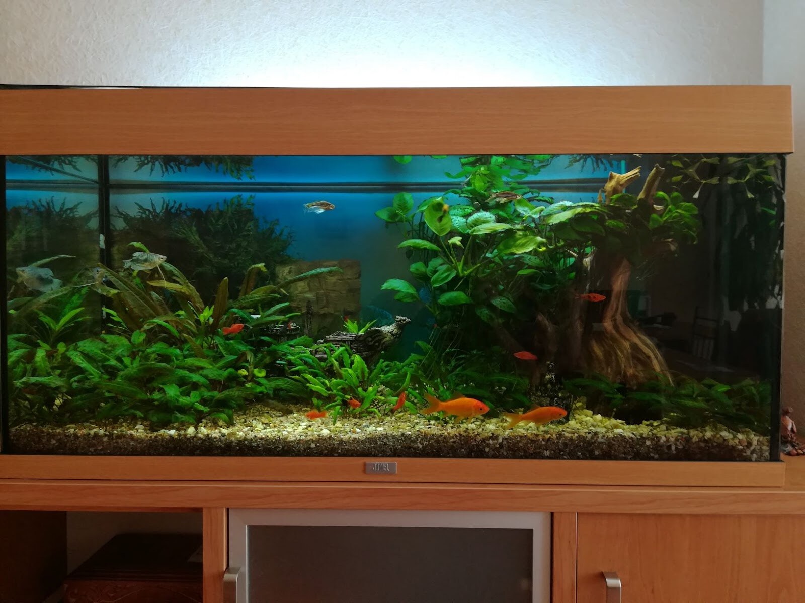 Fish Home Service - дизайн і обслуговування акваріумів