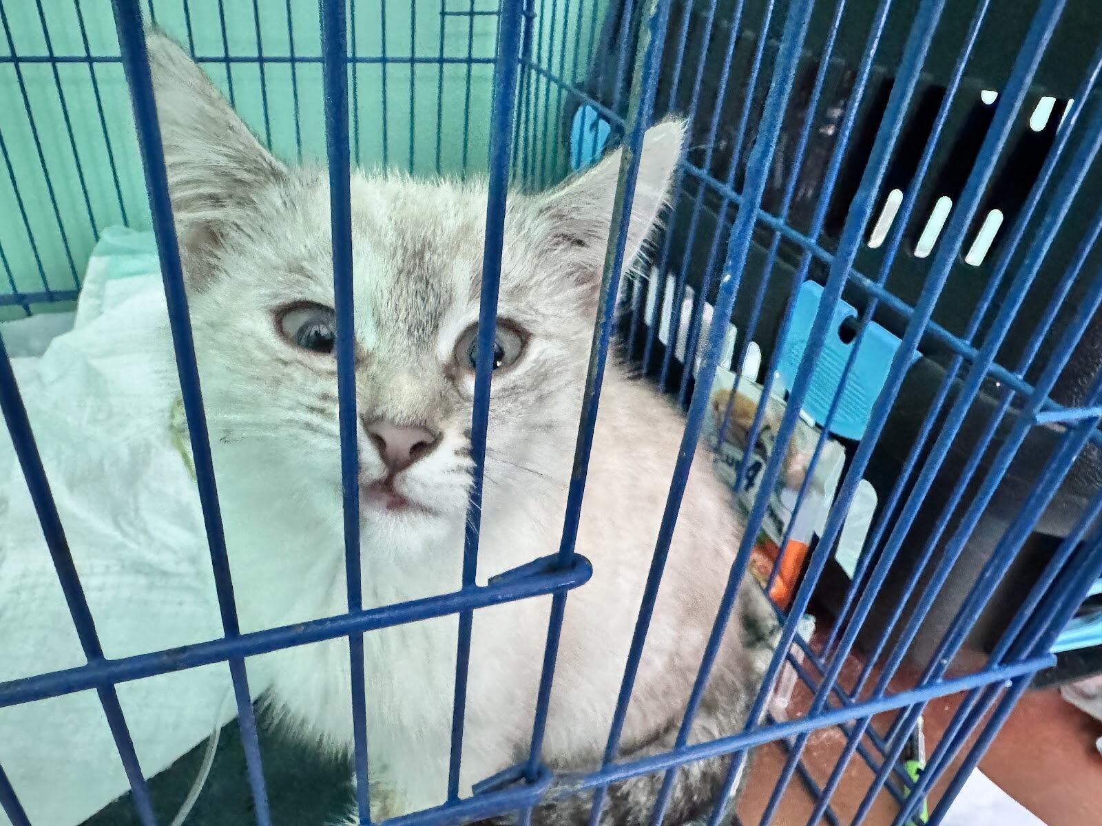 Ветеринарная клиника Vet Friend