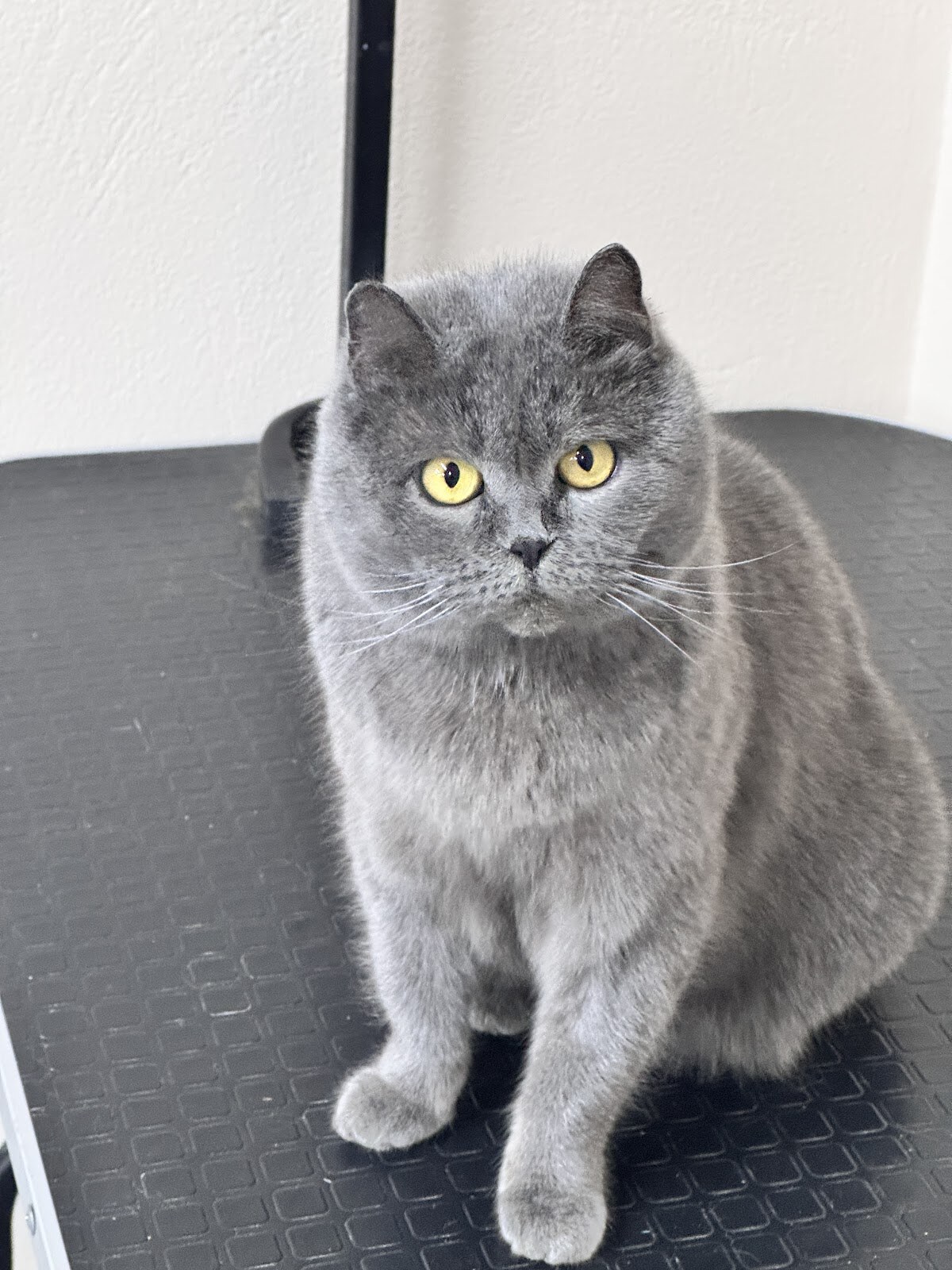 Ветеринарная клиника Vet Friend
