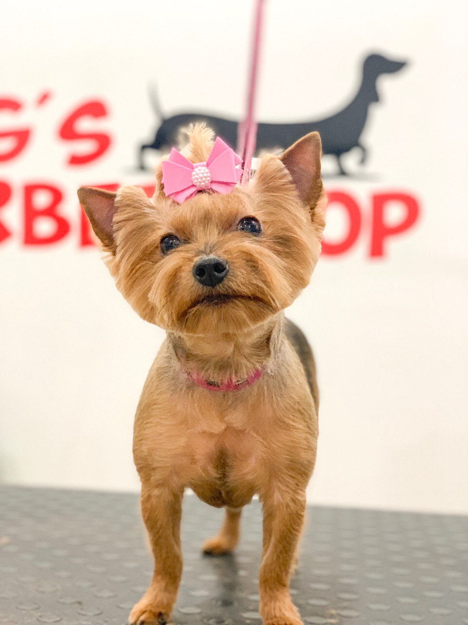 Салон для животных «Dog's Barbershop»