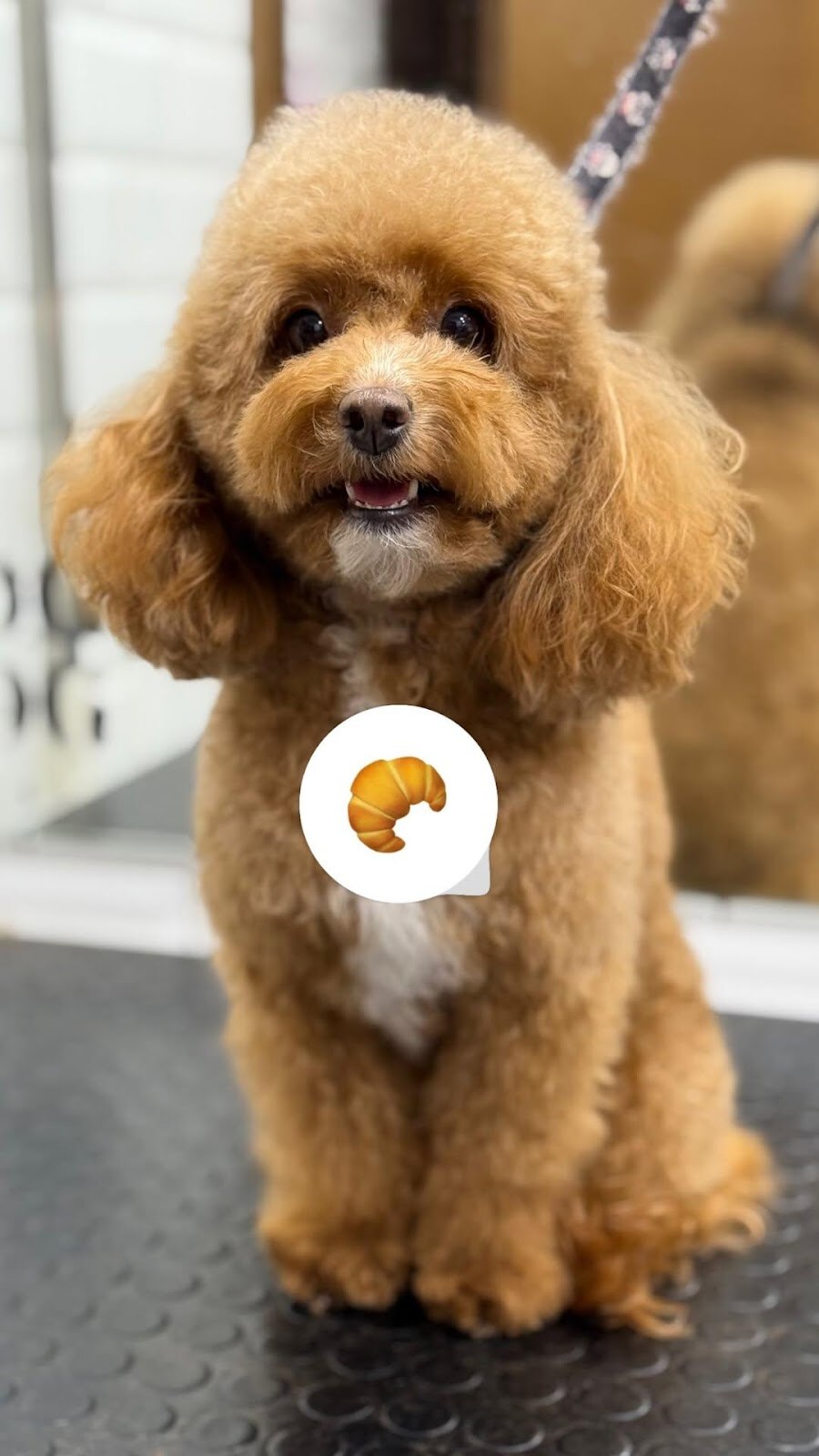 V.O.G DOG SALON