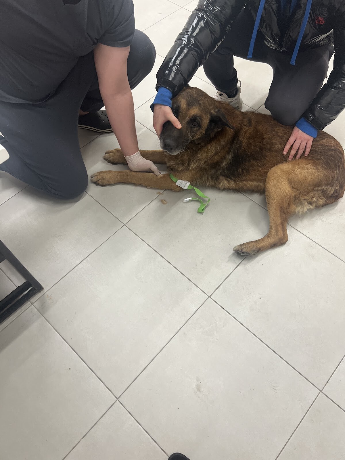 Animal Hospital