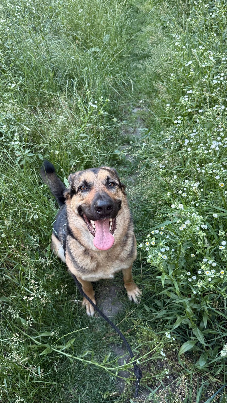 dogchill