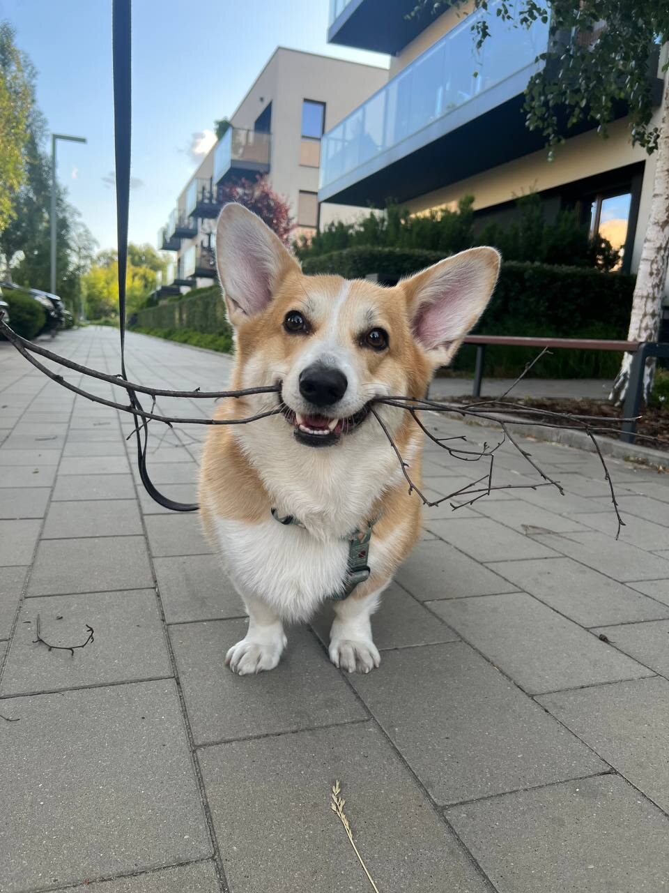 dogchill
