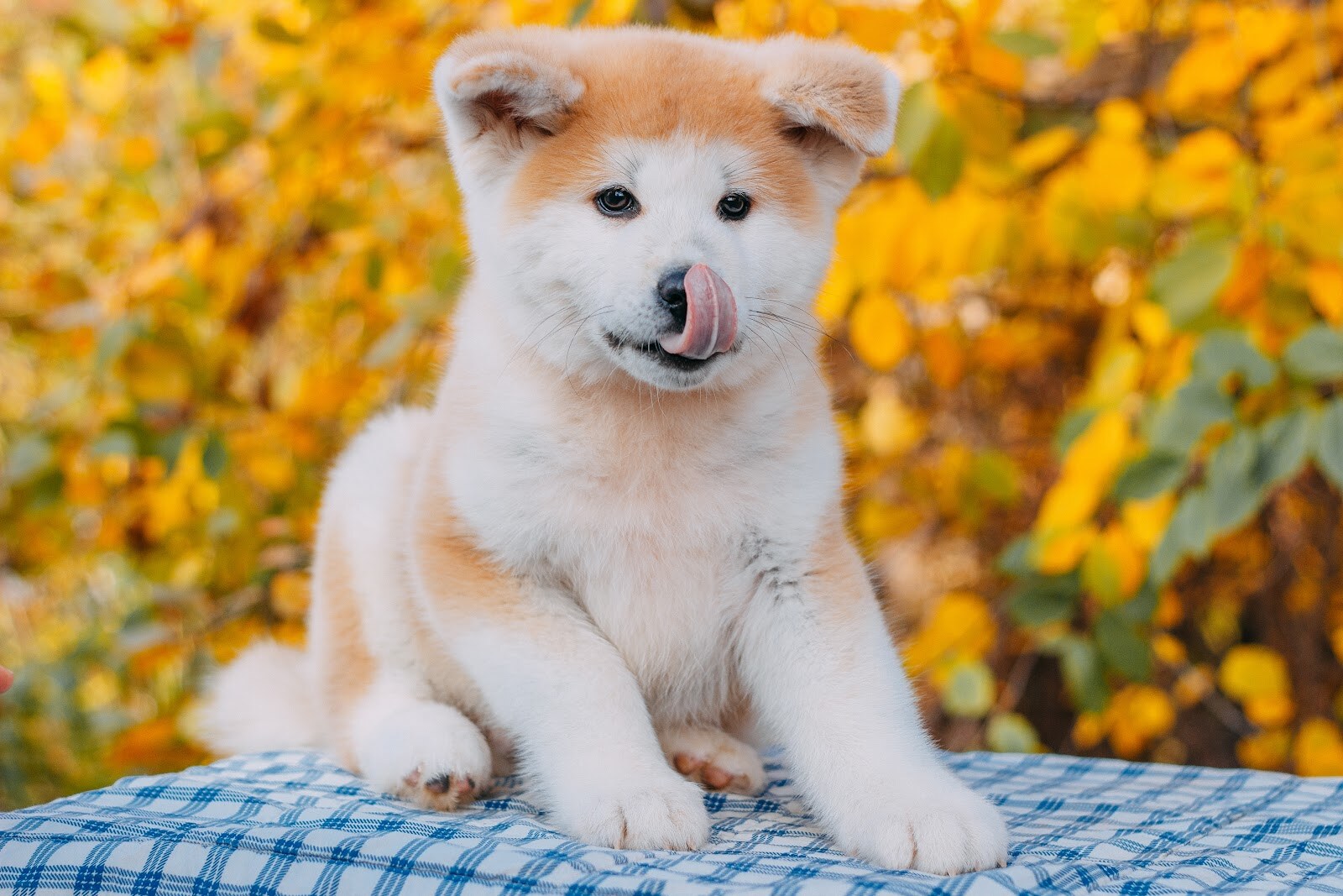 Mendelred Kennel Розплідник акіта-іну та шиба-іну
