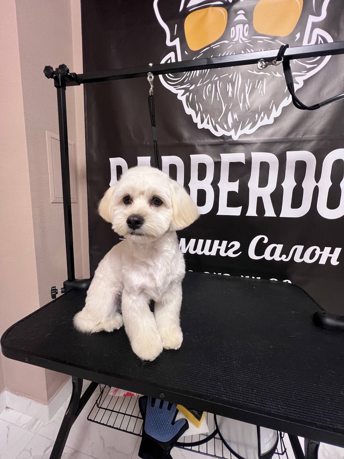 BARBER DOG