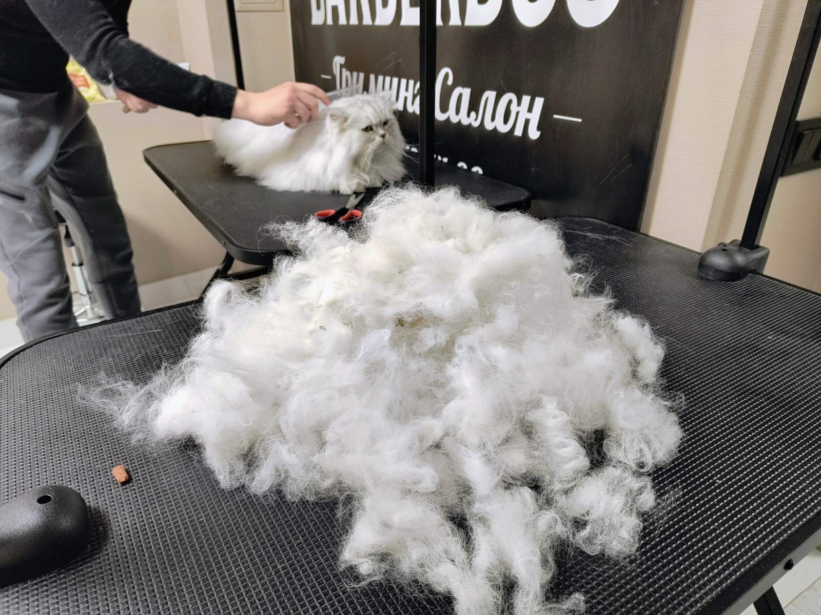 BARBER DOG