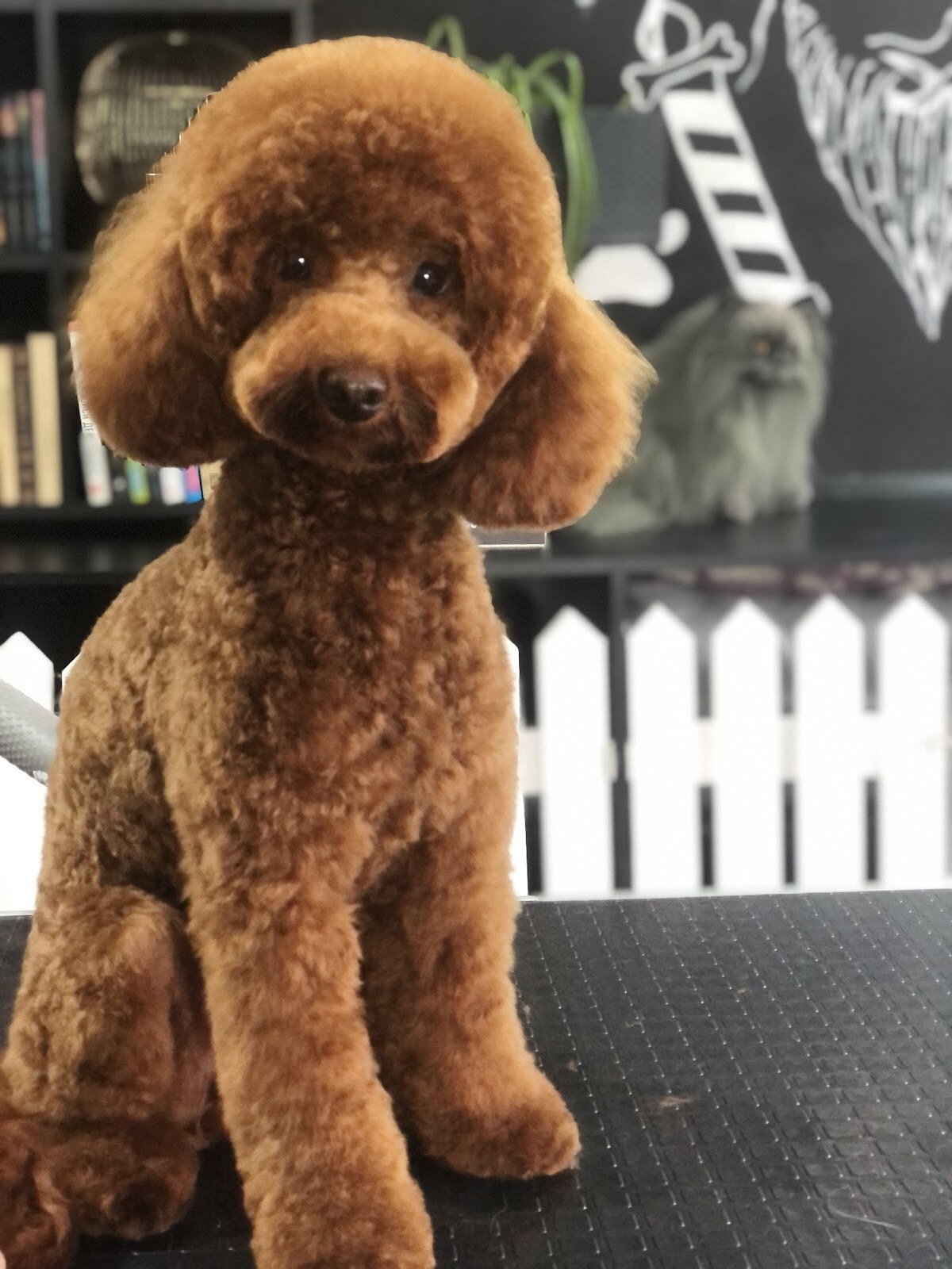 Diamond Grooming Salon