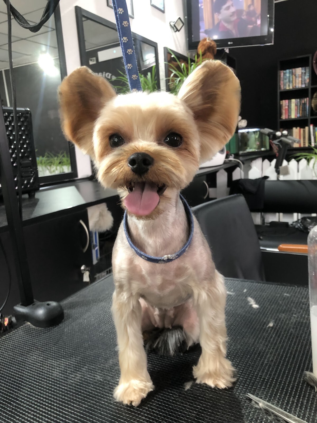 Diamond Grooming Salon