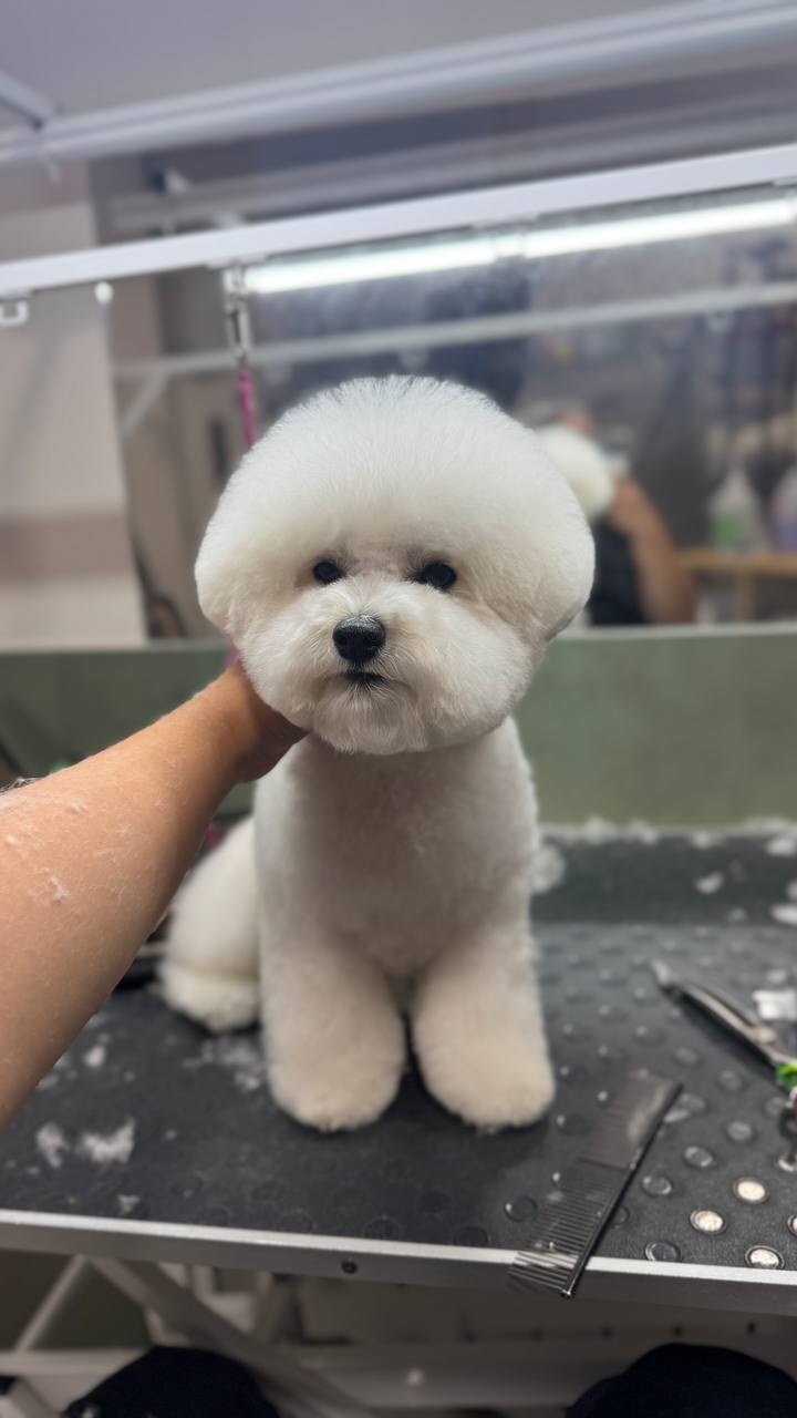 Mr Snoopy грумінг та школа грумінгу