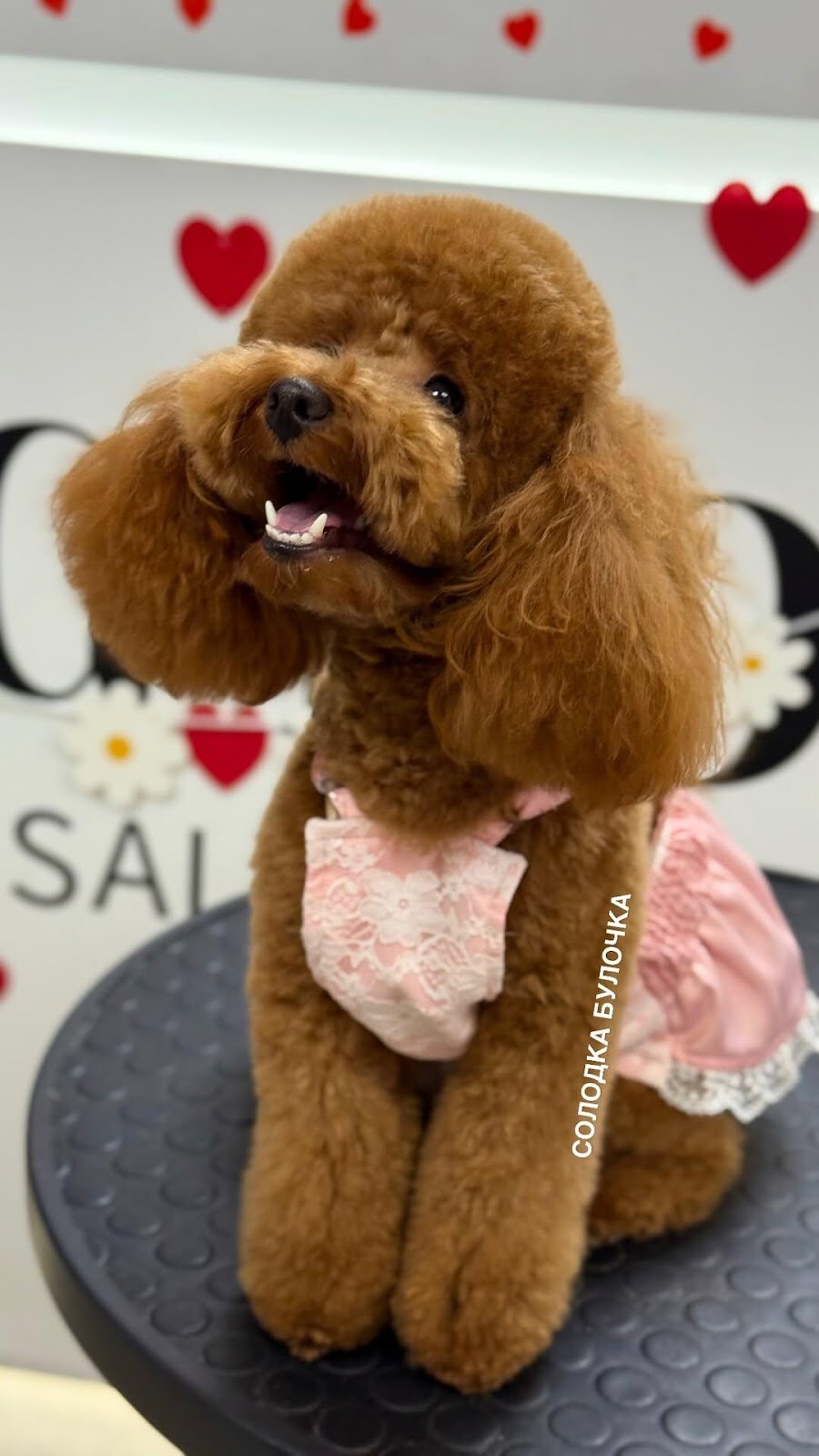 V.O.G DOG SALON