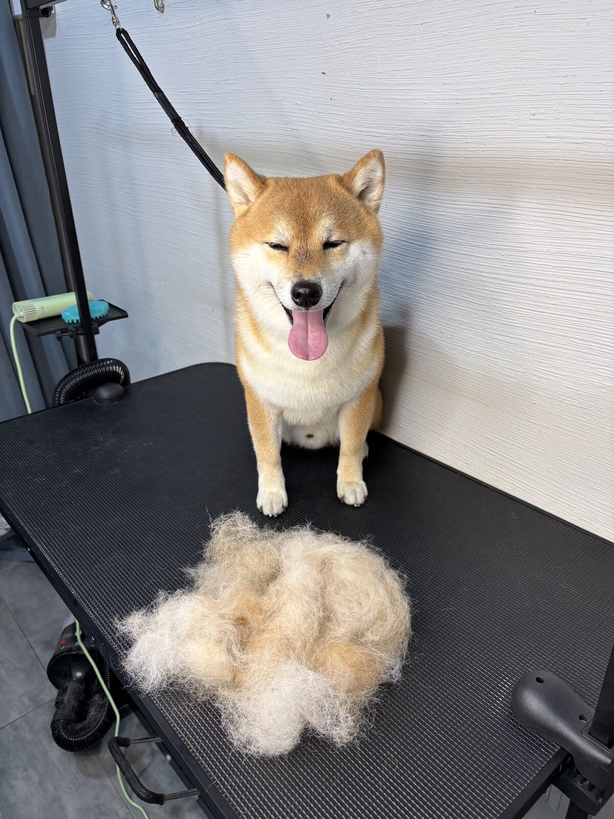 DOG SPA - грумінг салон