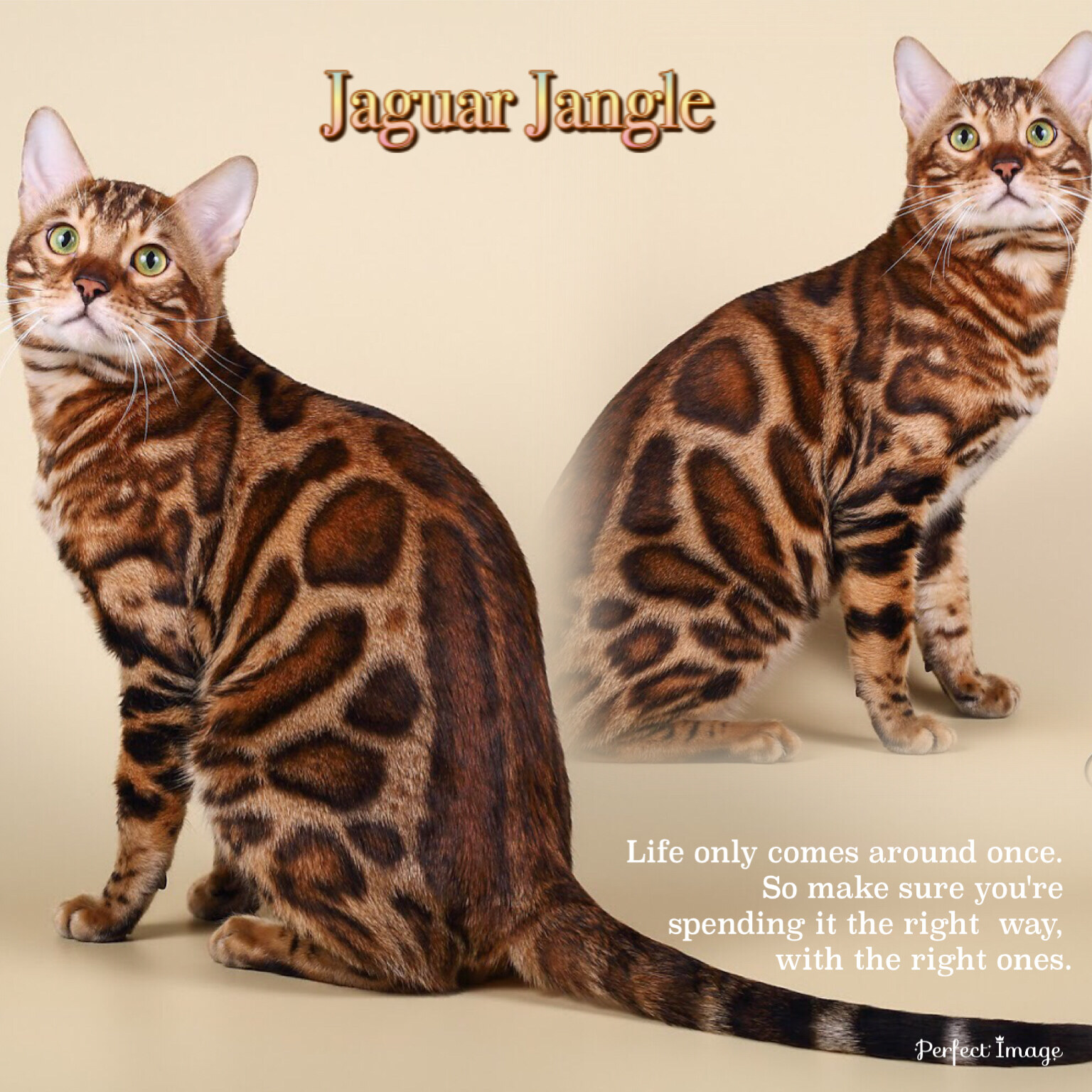 Питомник бенгальских кошек «Jaguar Jangle». Бенгальскі кошенята