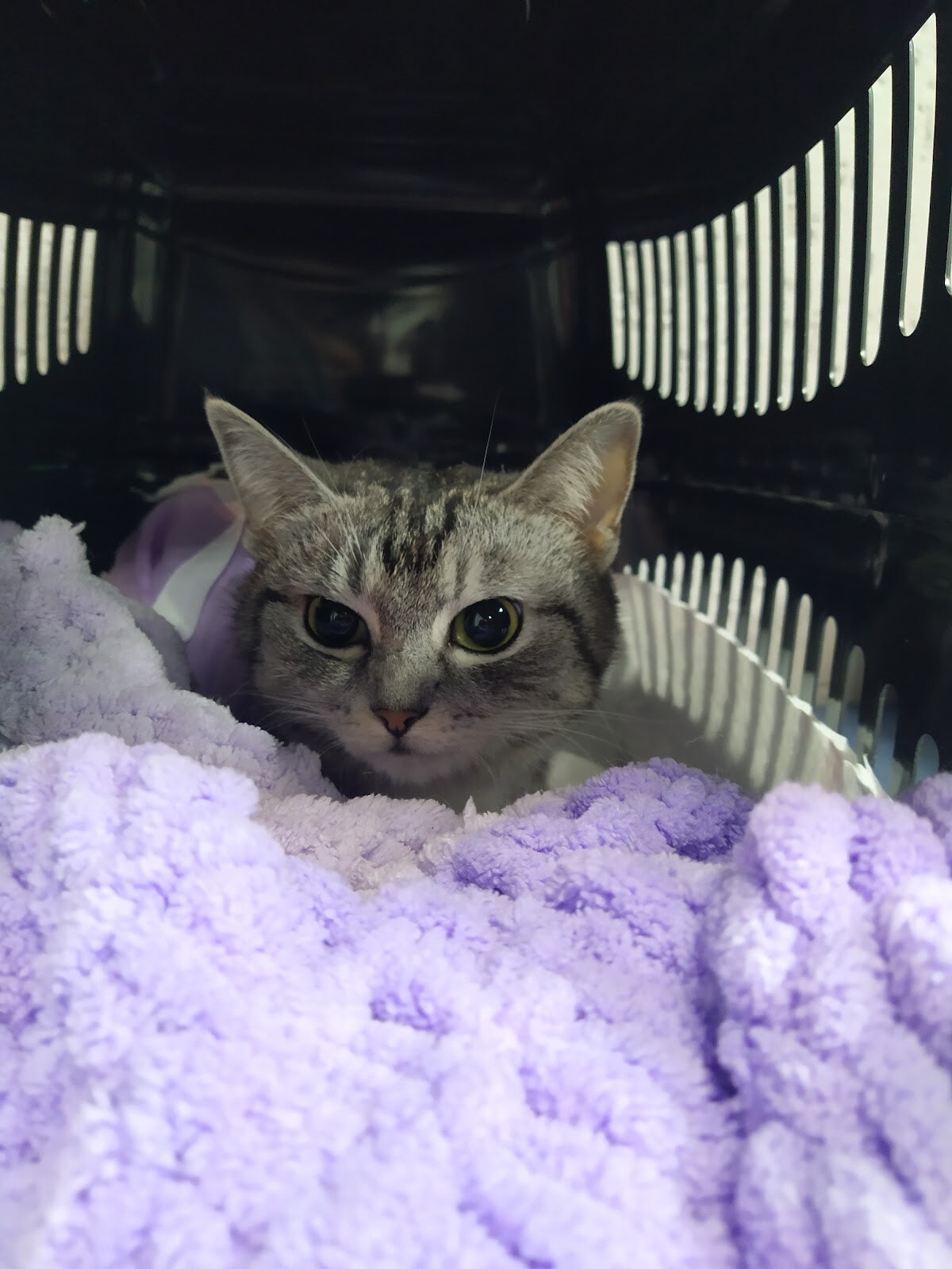 Ветеринарна клініка Healthy Pet