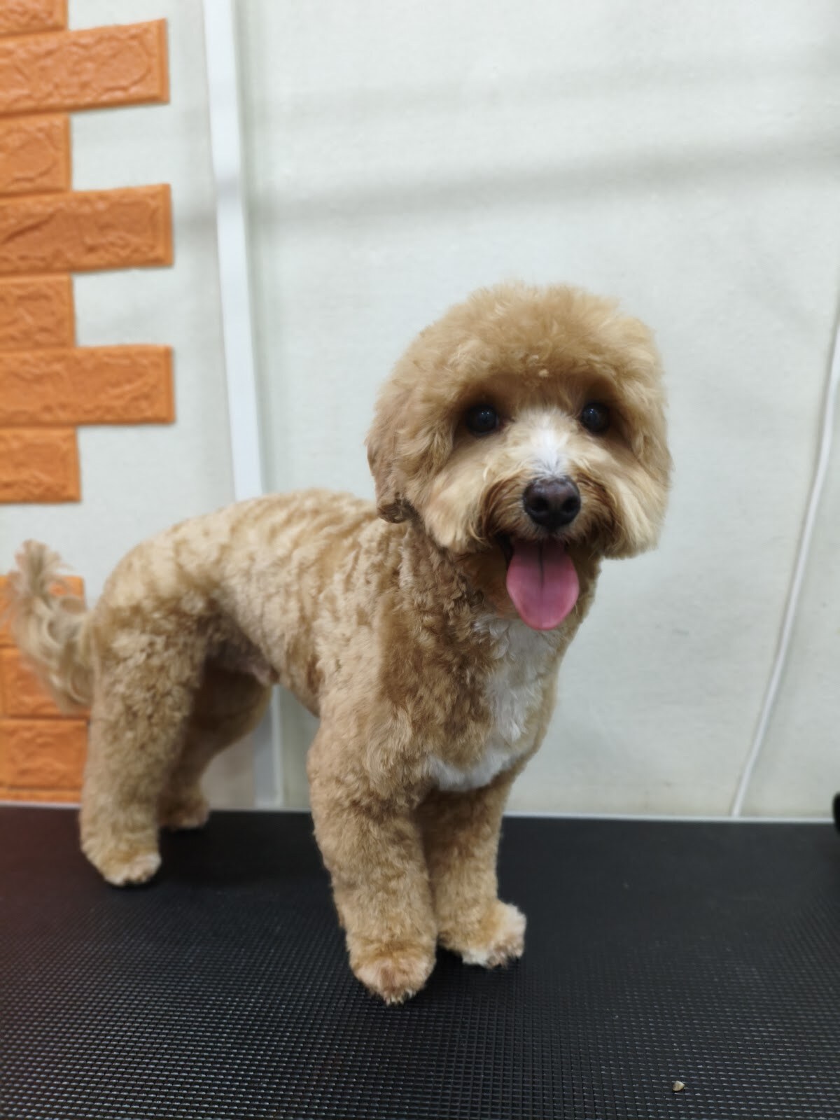 Grooming Life стрижка собак грумінг