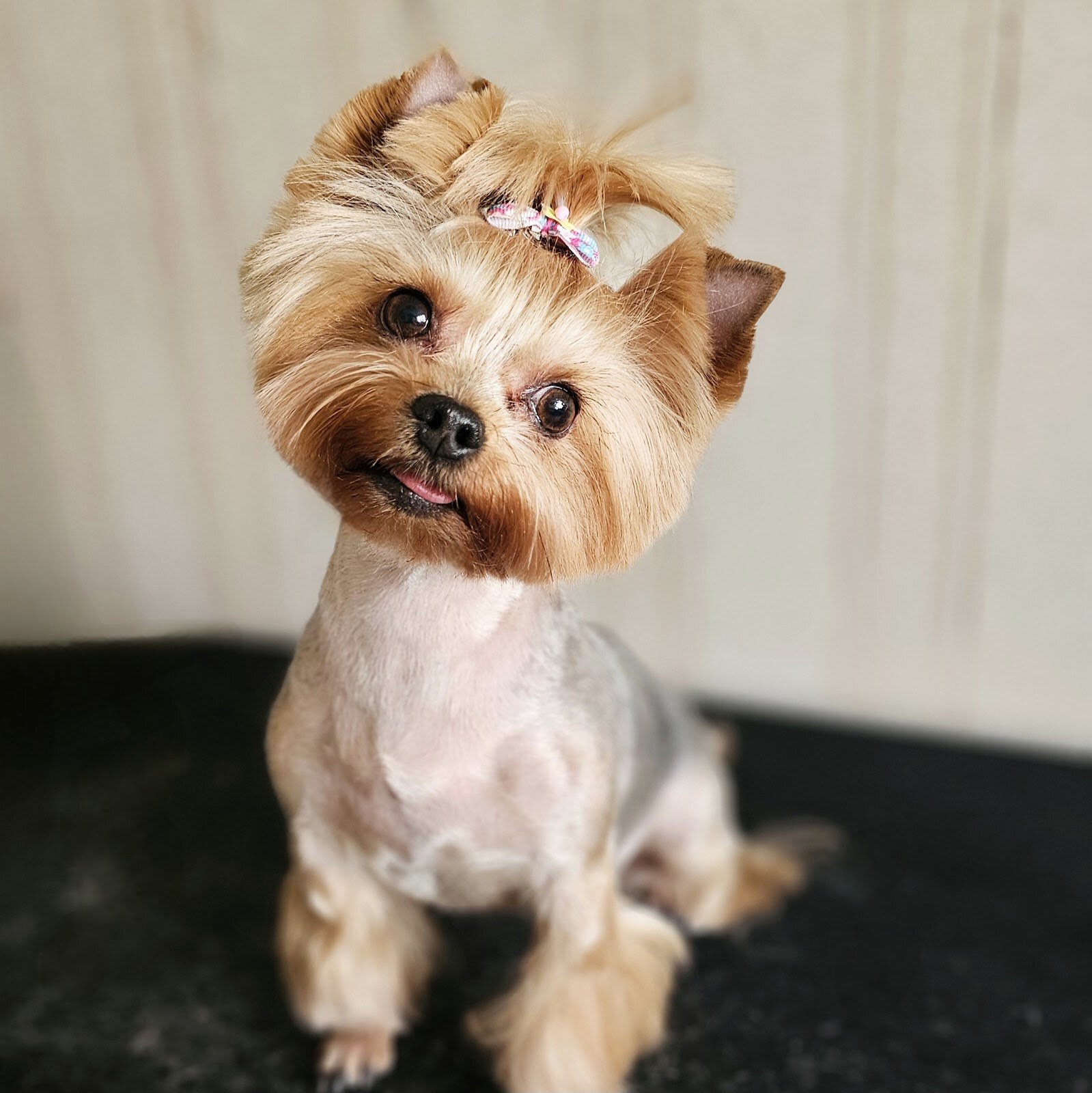 Prof - Grooming
