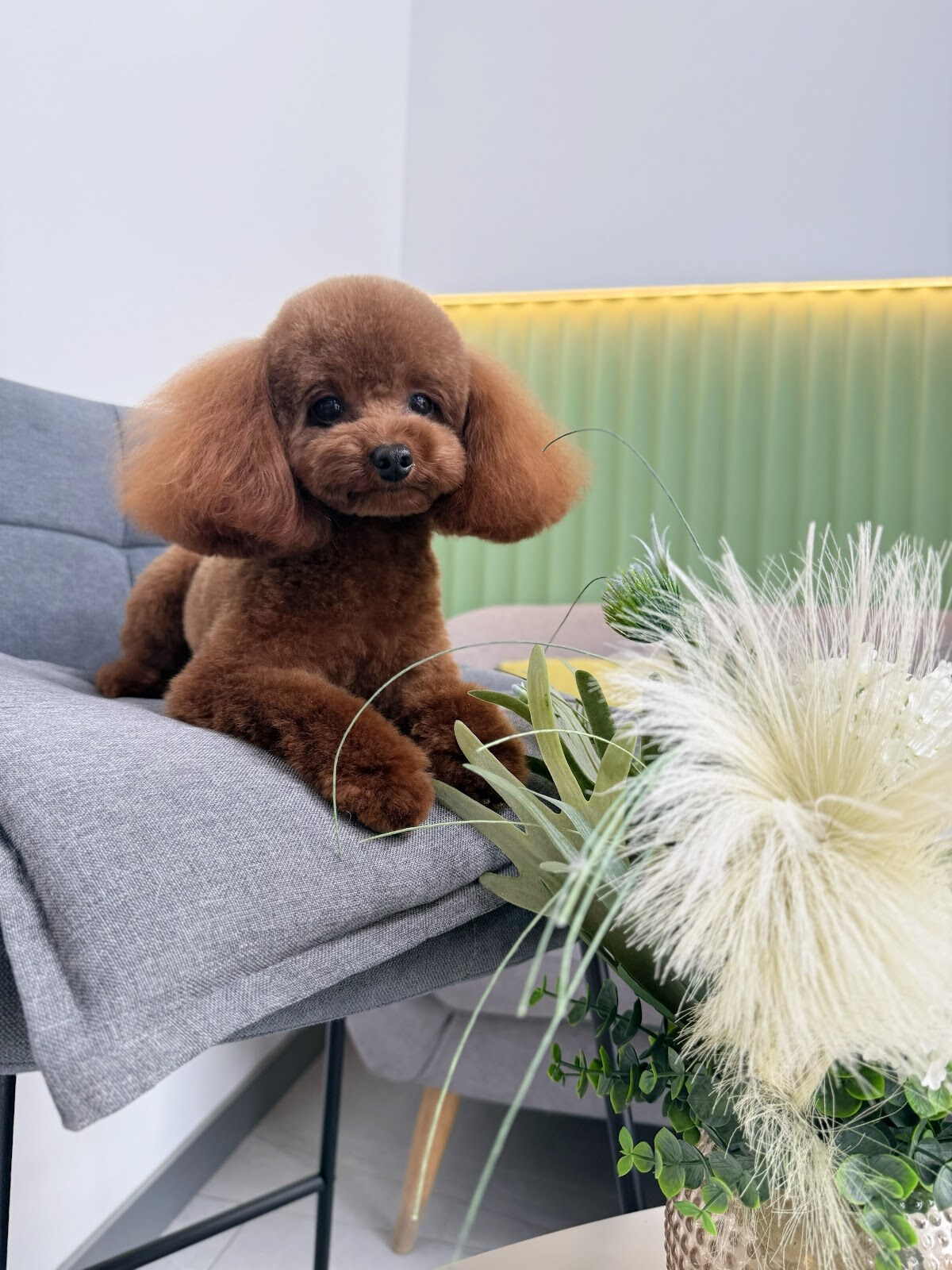 OH! my DOG grooming