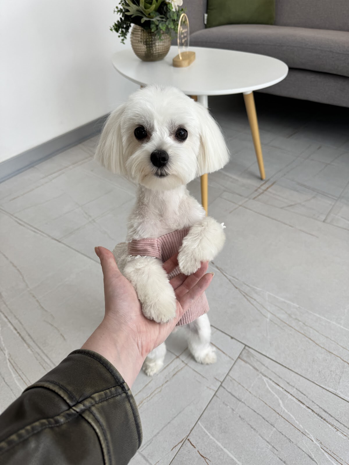 OH! my DOG grooming