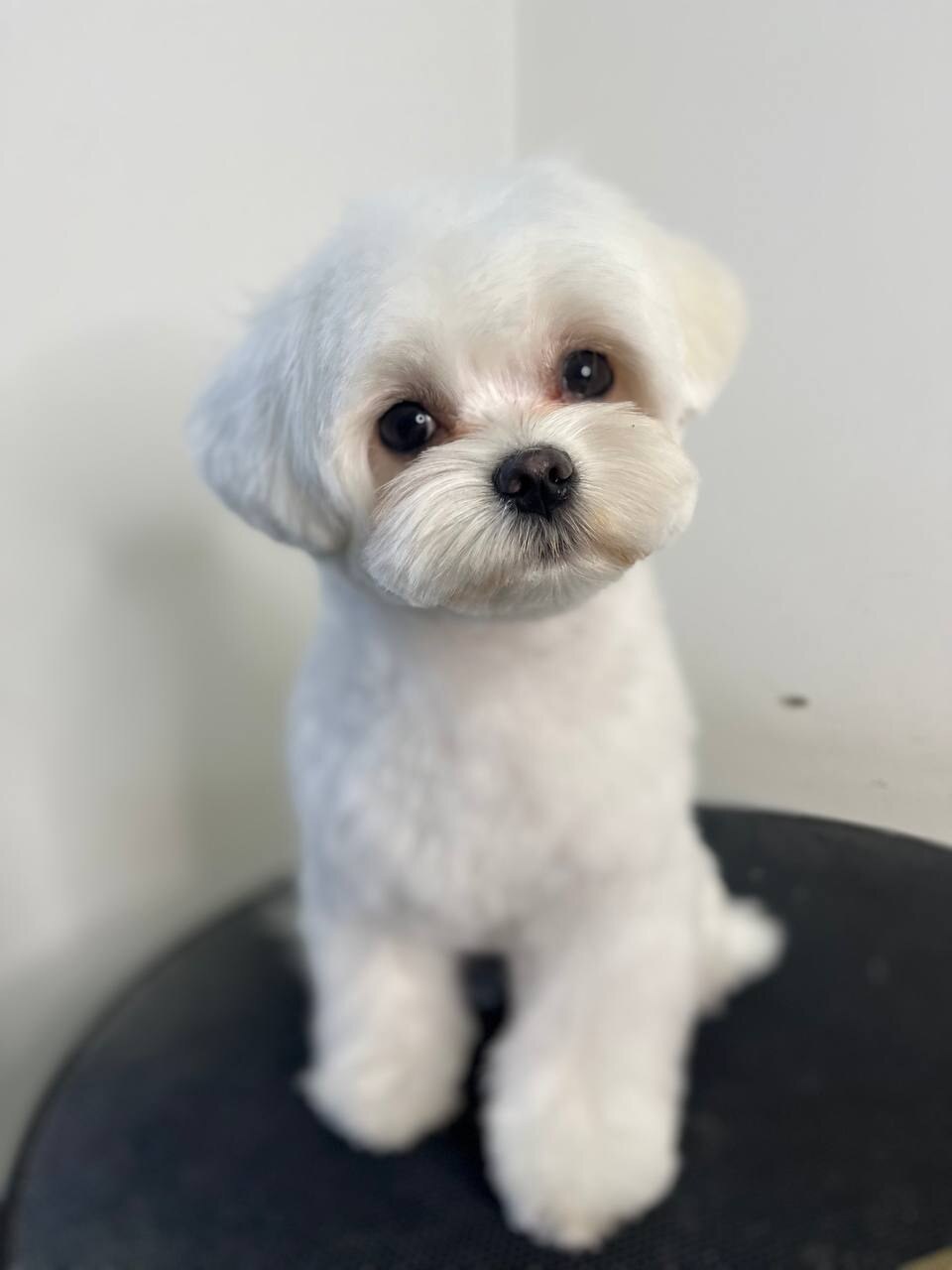 ICONIC GROOMING&SHOP