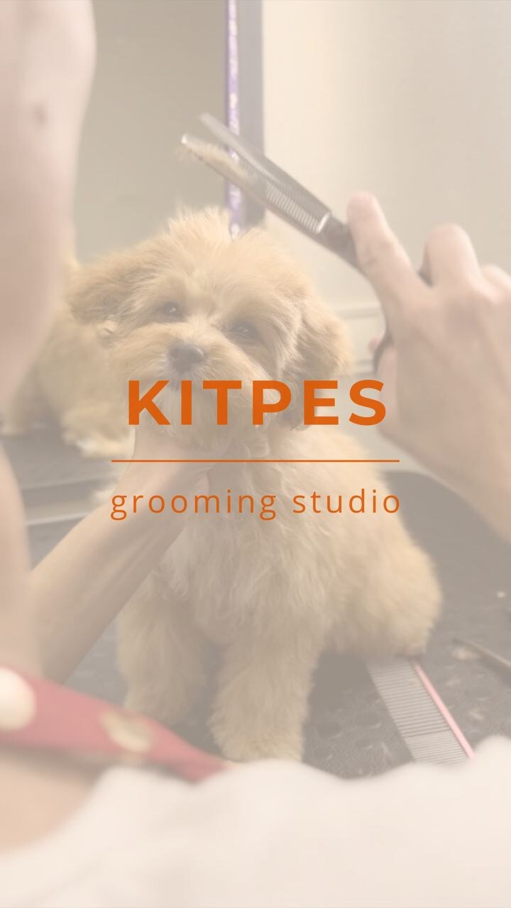 Груминг - салон KITPES