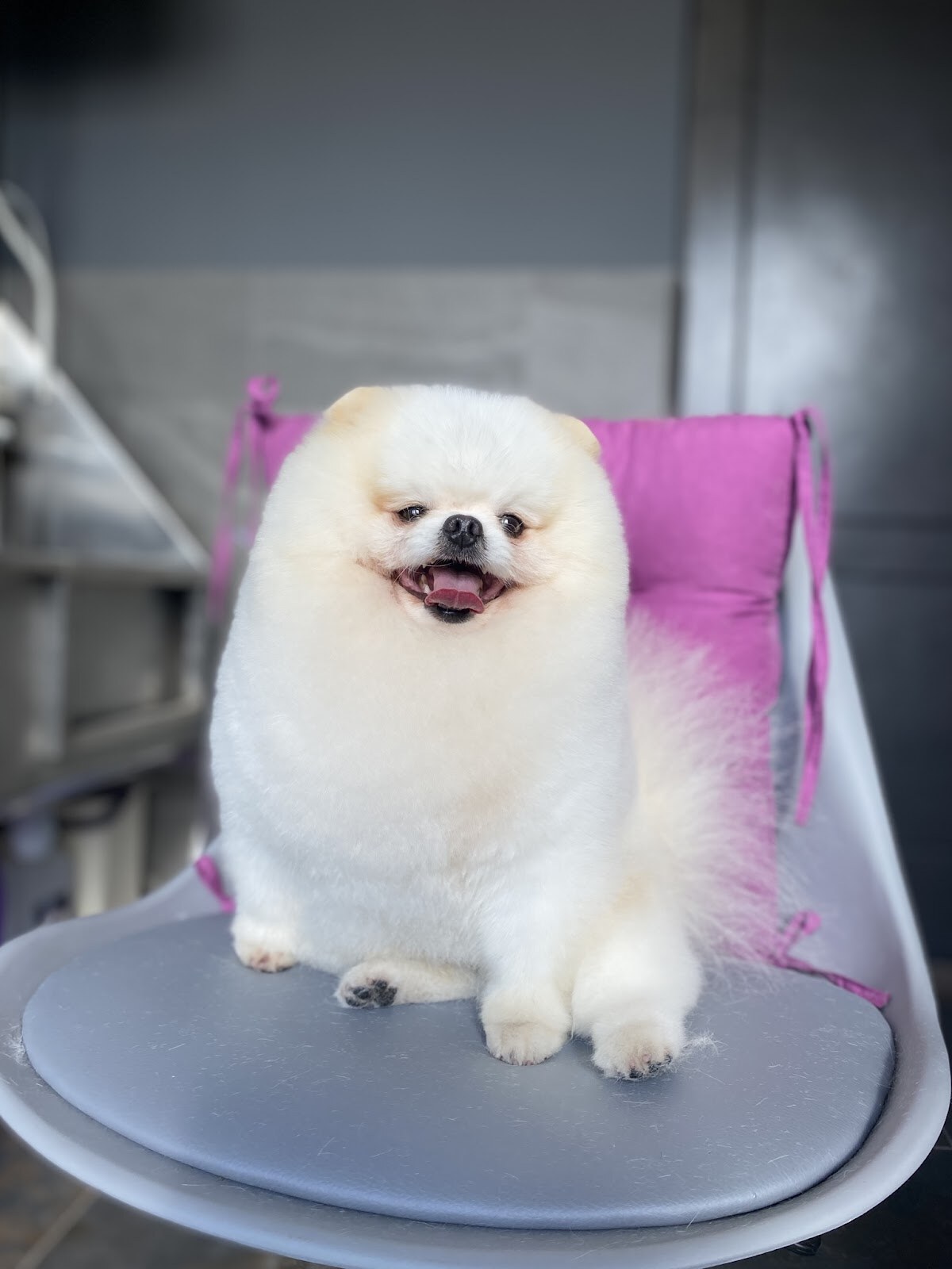 Грумінг салон Barboskin Groom. Стрижка собак Дніпро