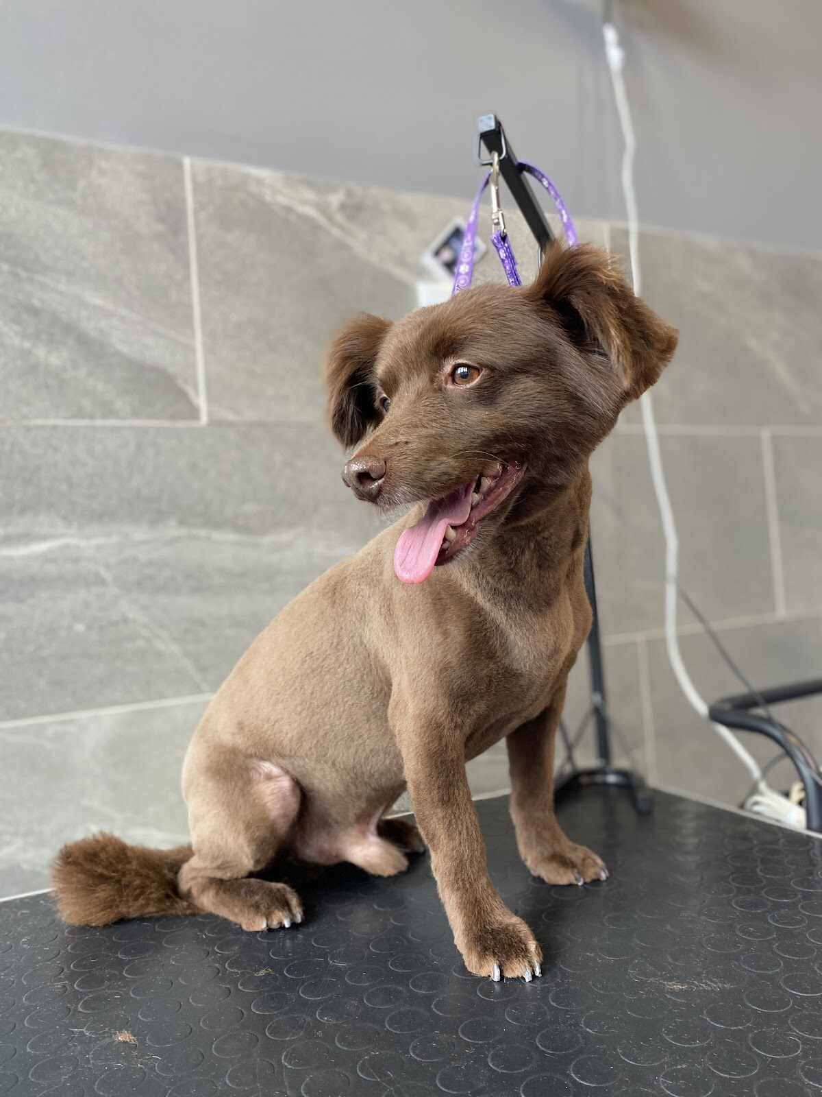 Грумінг салон Barboskin Groom. Стрижка собак Дніпро