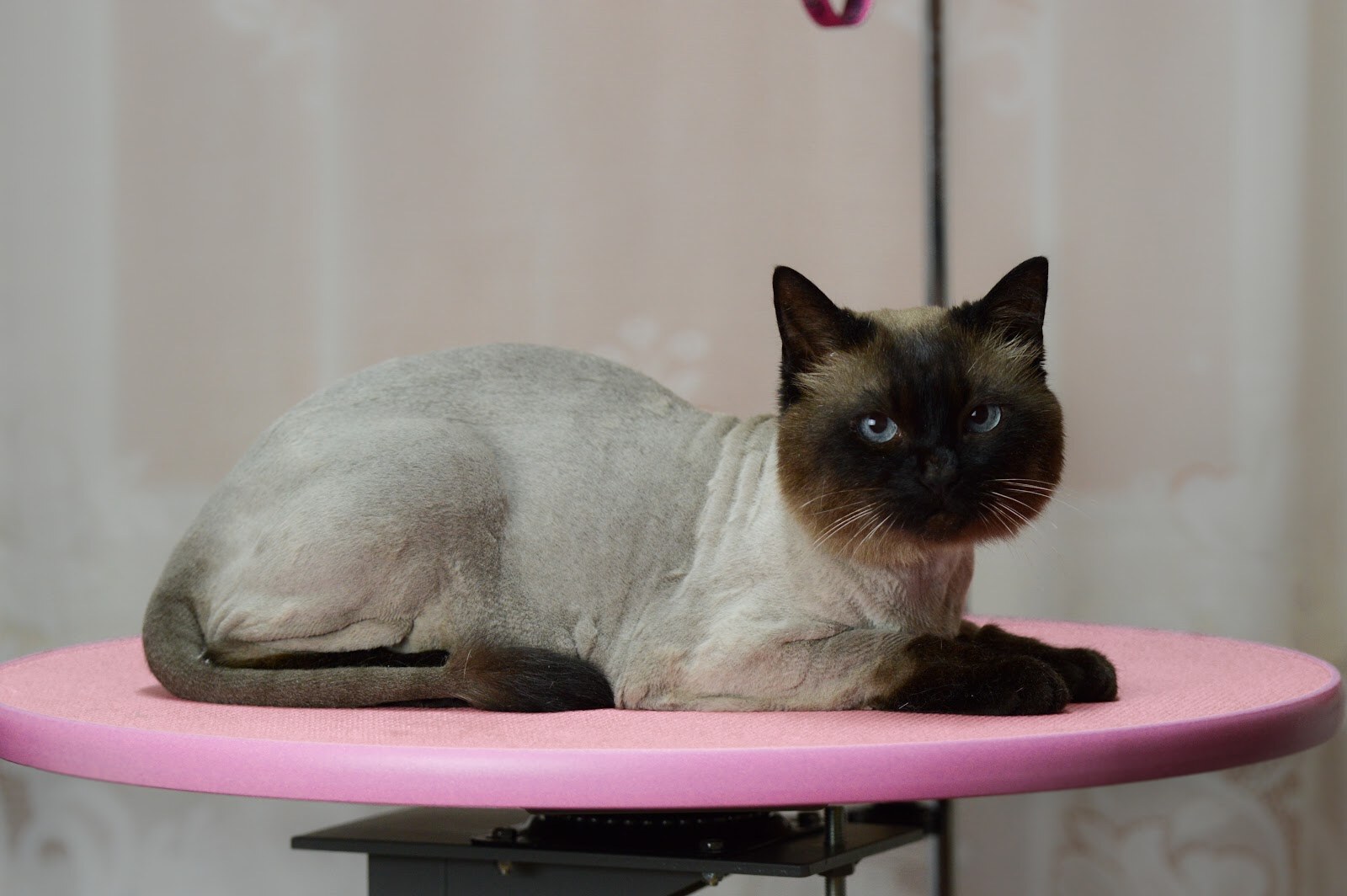 Bella Grooming Стрижка собак та котів