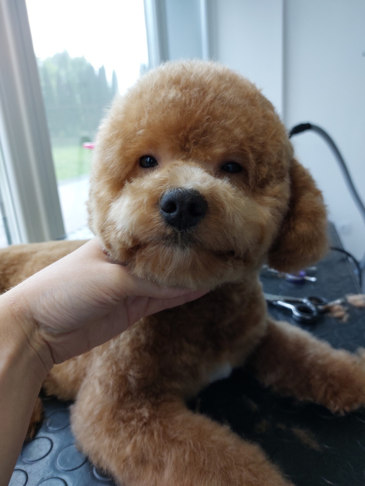 Wings Grooming Studio