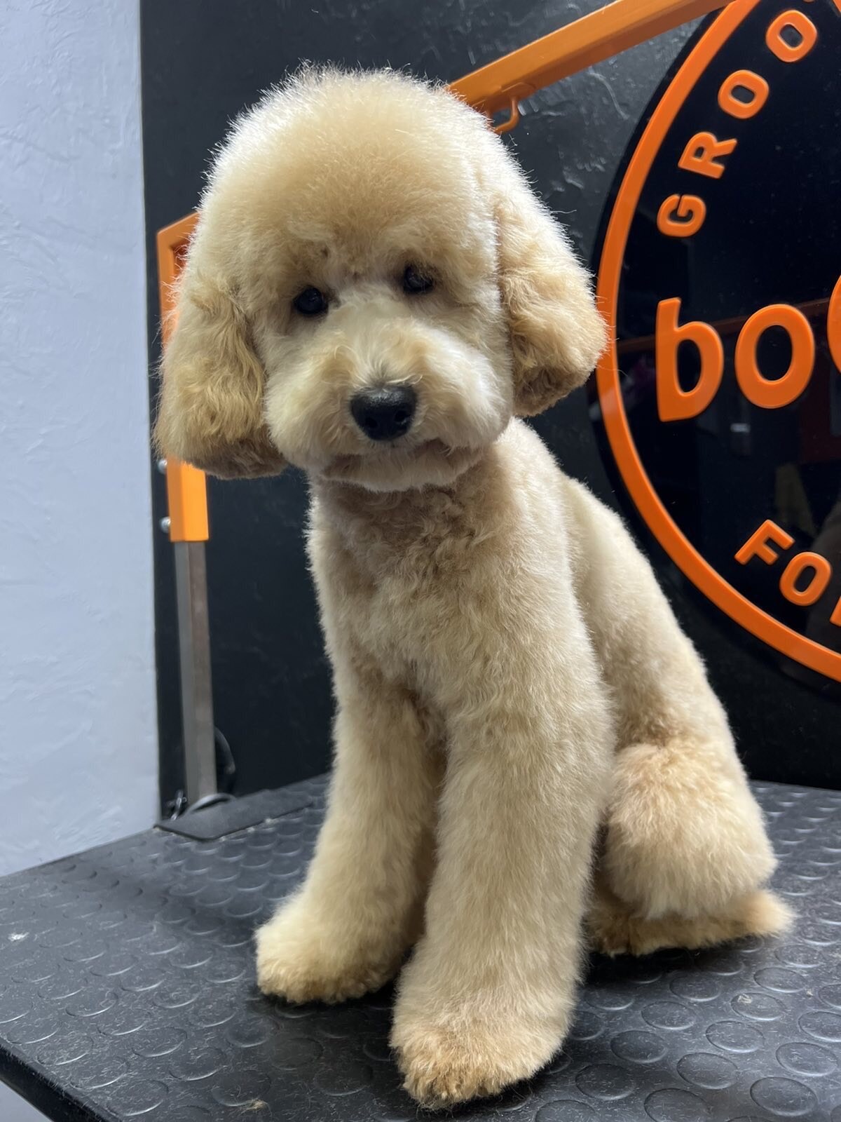 BoWoW Grooming & Pet Shop