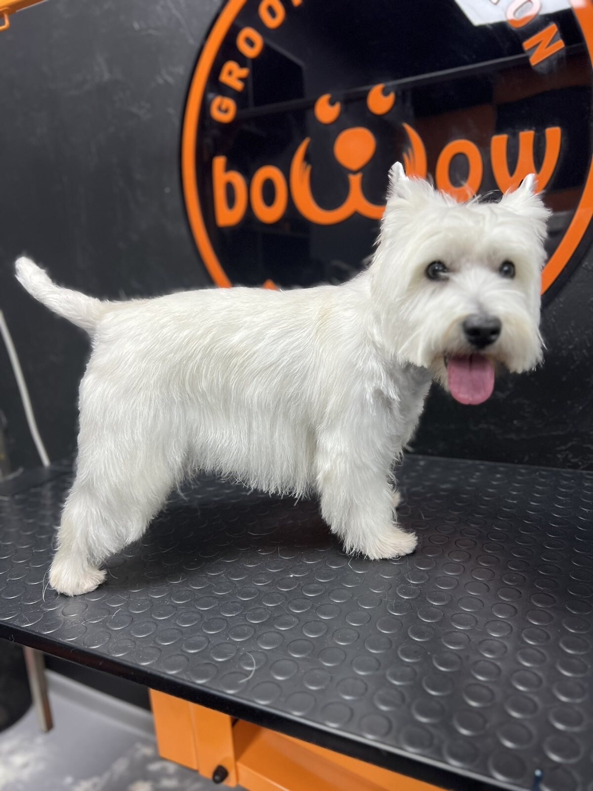 BoWoW Grooming & Pet Shop