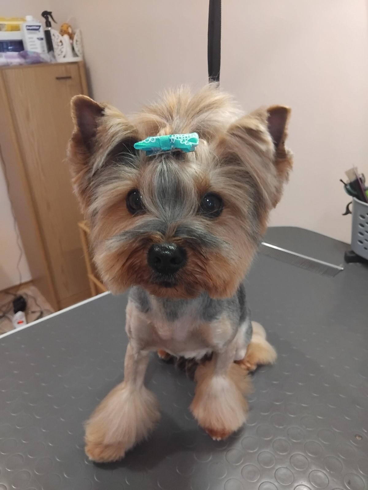 Стрижка собак і котів. Groomstudio