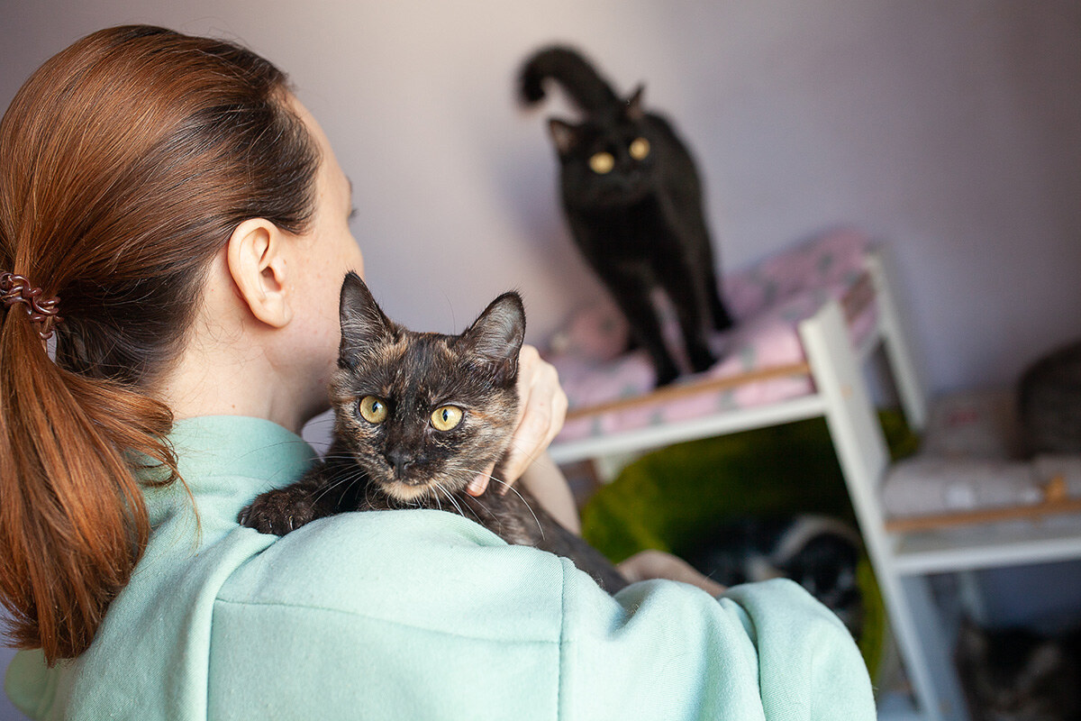 Cats for Adoption Kyiv