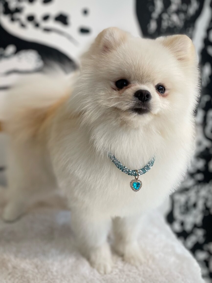 Barber Pet