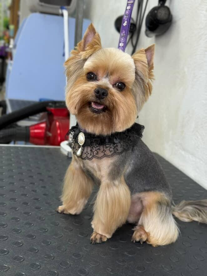Super groomer