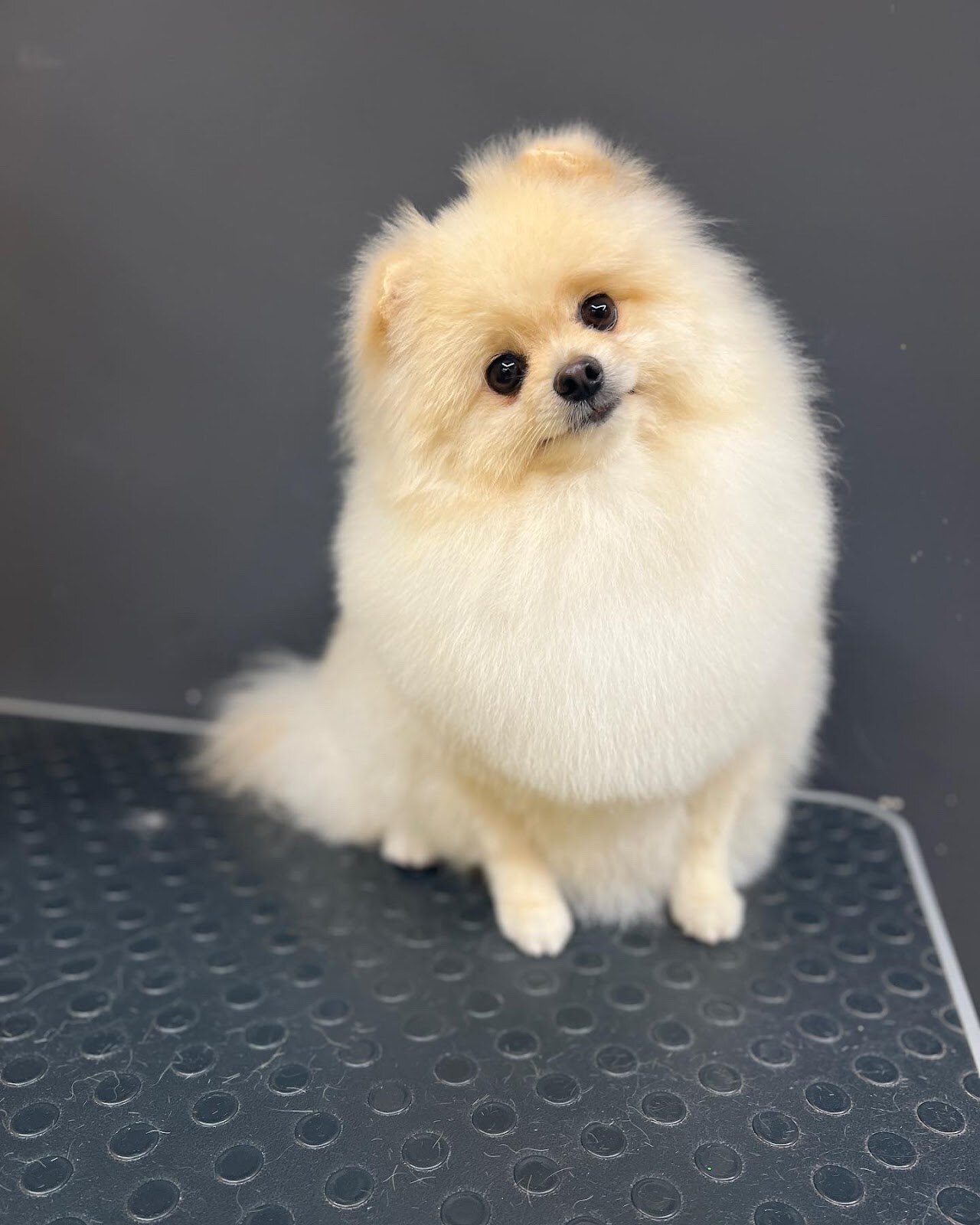 Super groomer