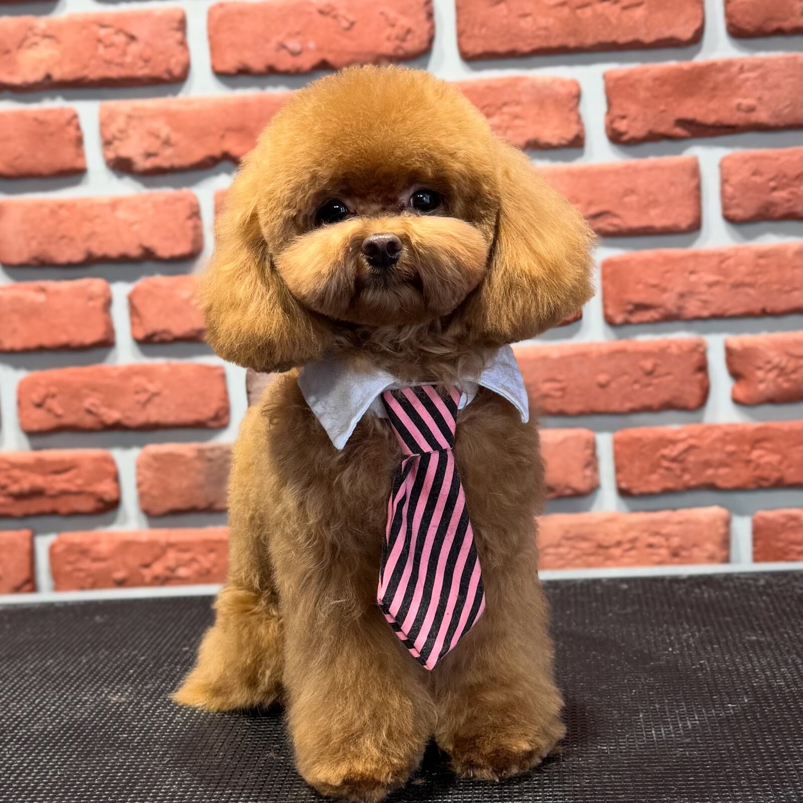 Best Pet Style Грумінг салон . СПА. Навчання