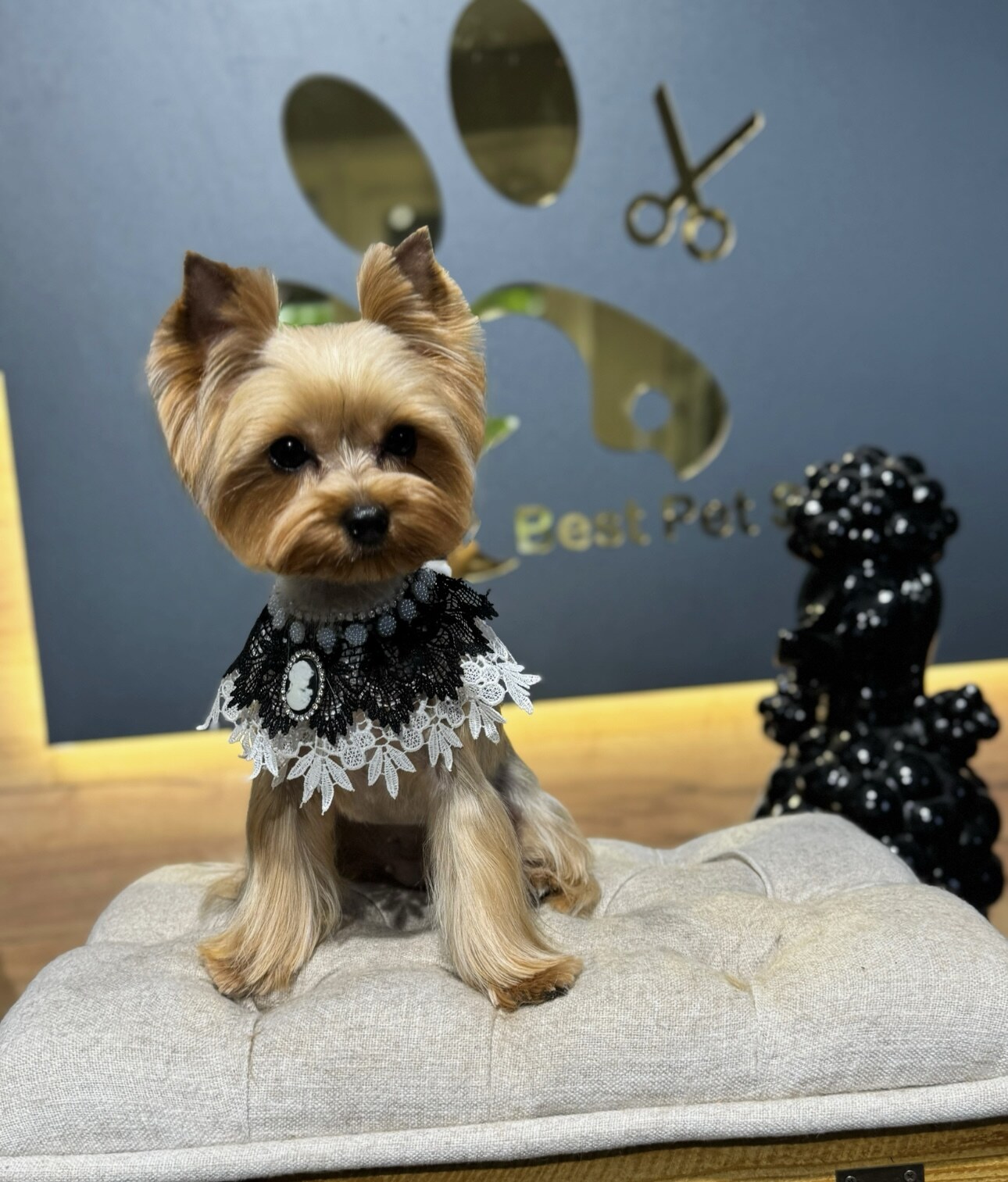 Best Pet Style Грумінг салон . СПА. Навчання