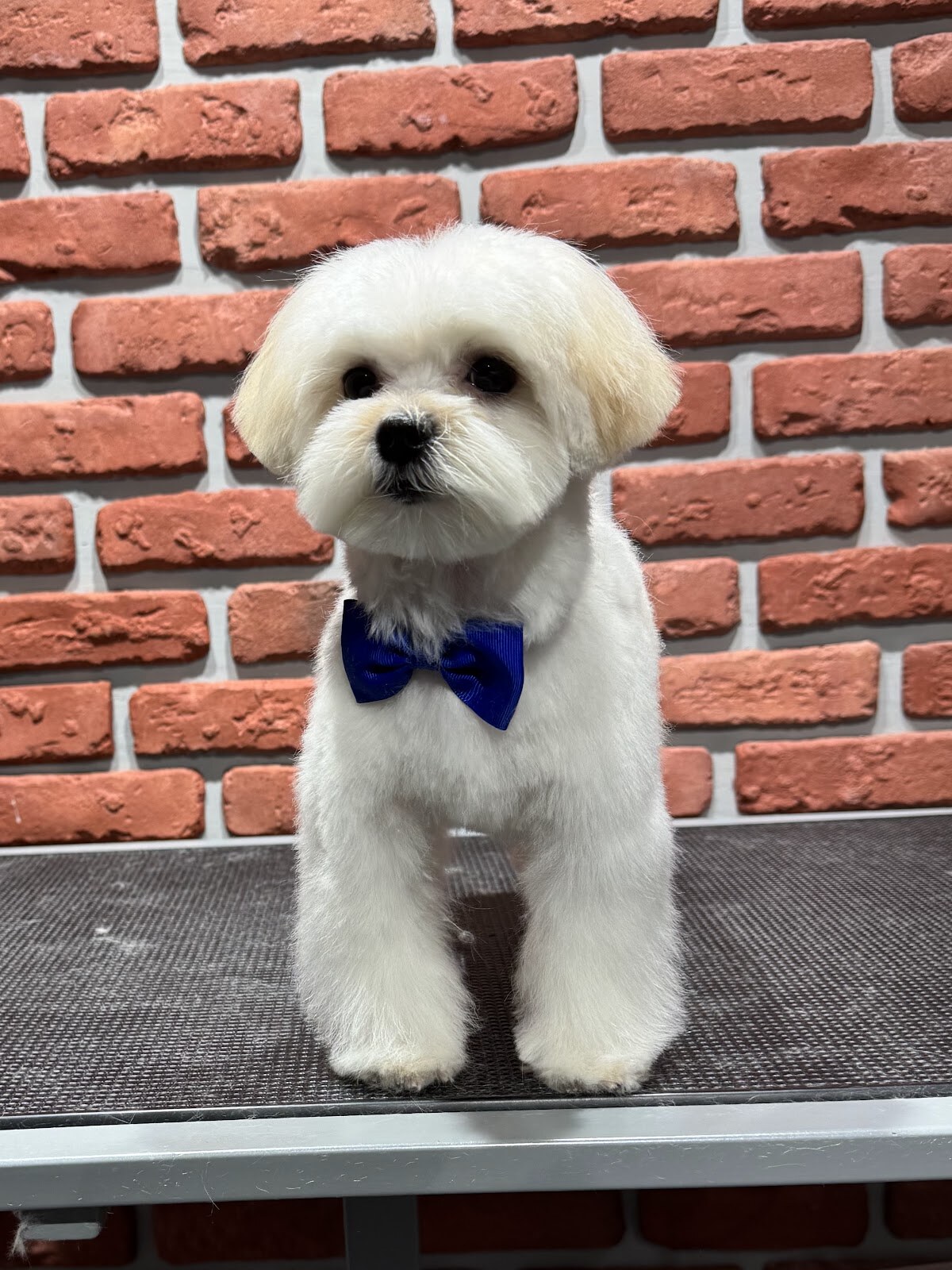 Best Pet Style Грумінг салон . СПА. Навчання