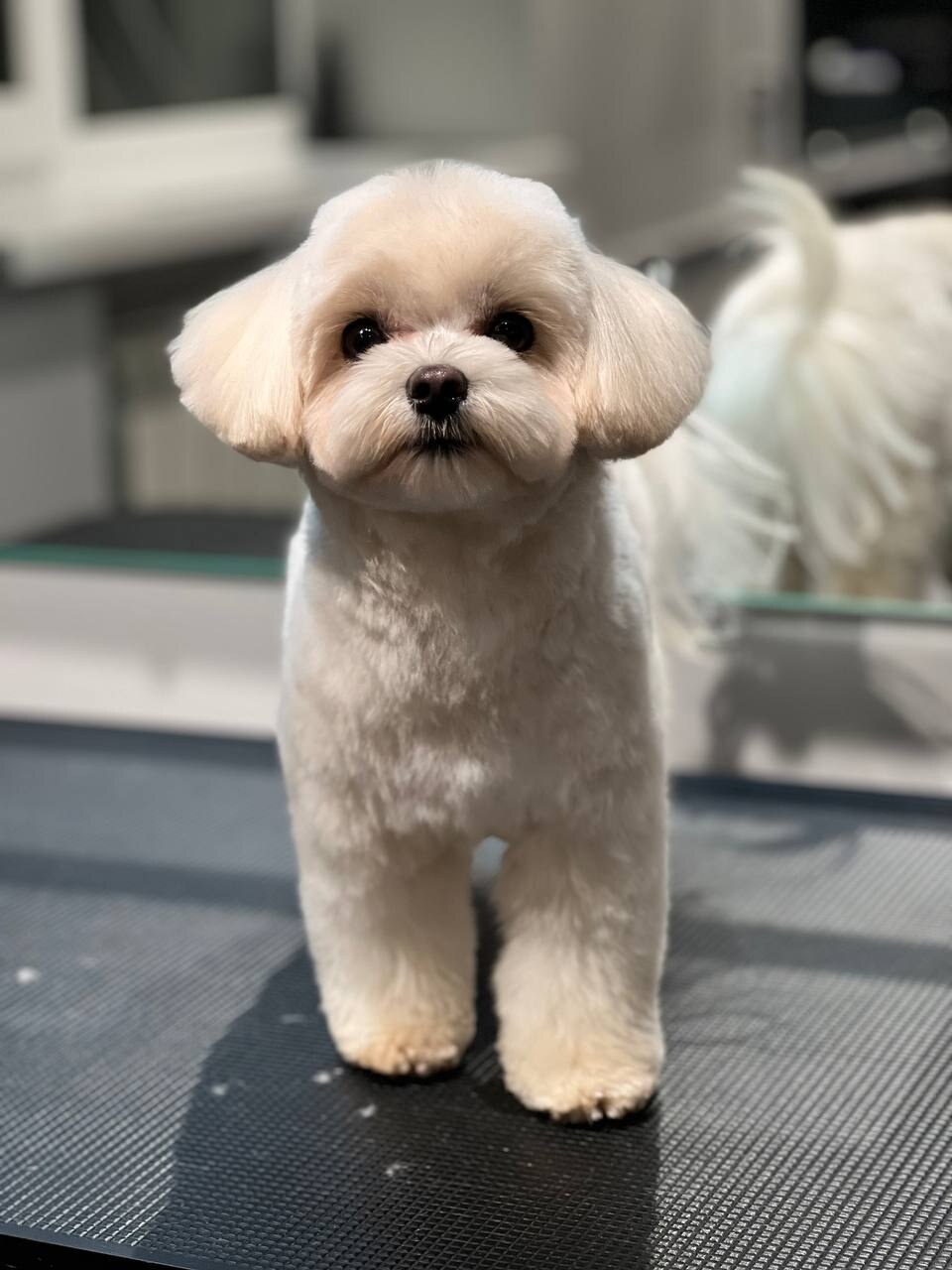 PetSpot