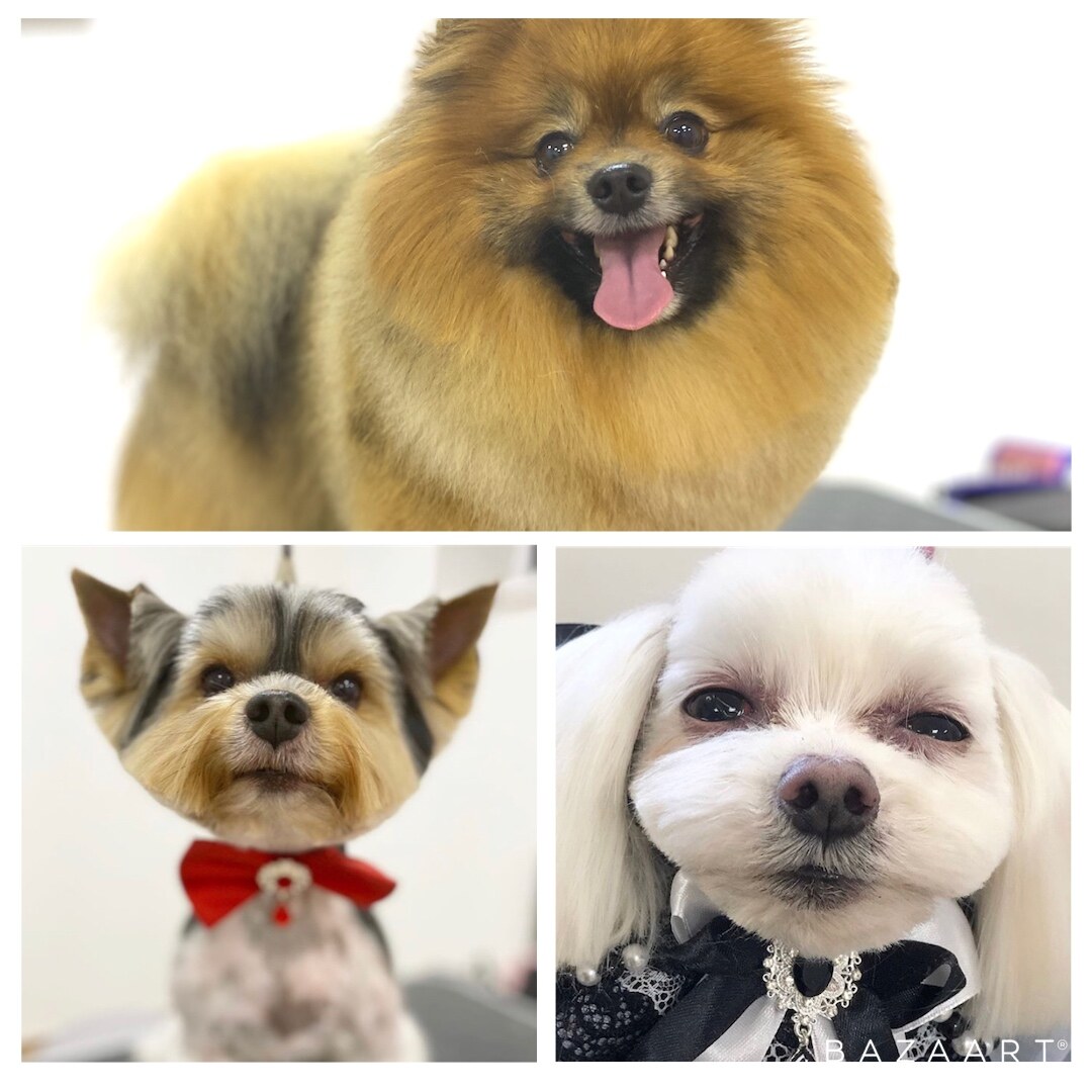 BonBon DOG SPA