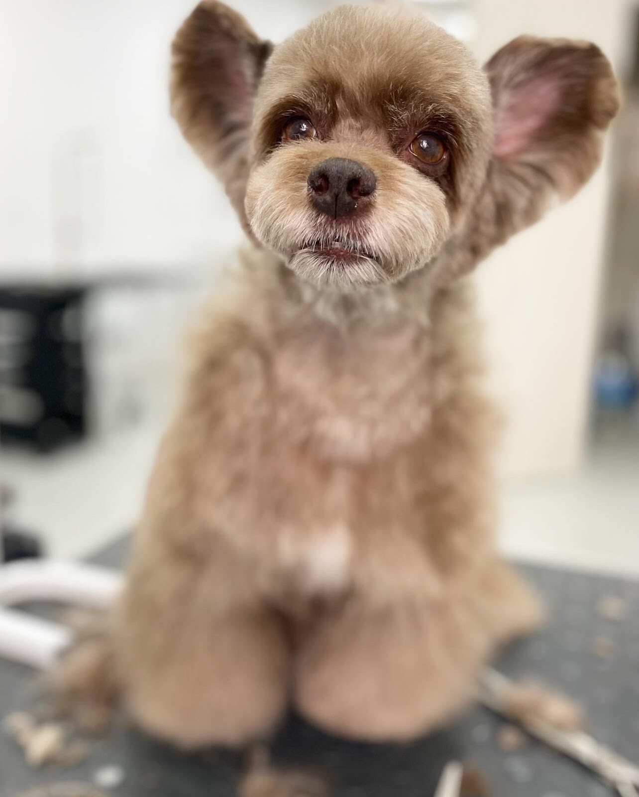 BonBon DOG SPA