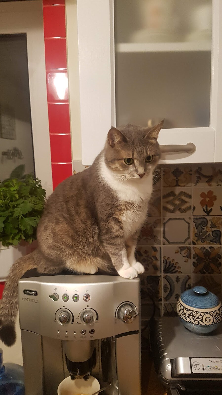ЗооБонус