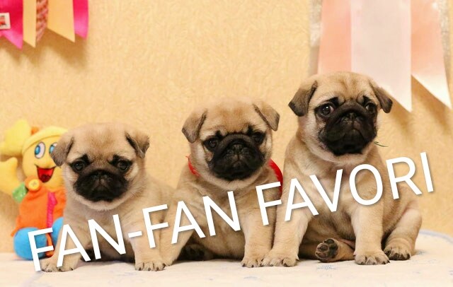 Розплідник мопсів «FAN-FAN FAVORI»