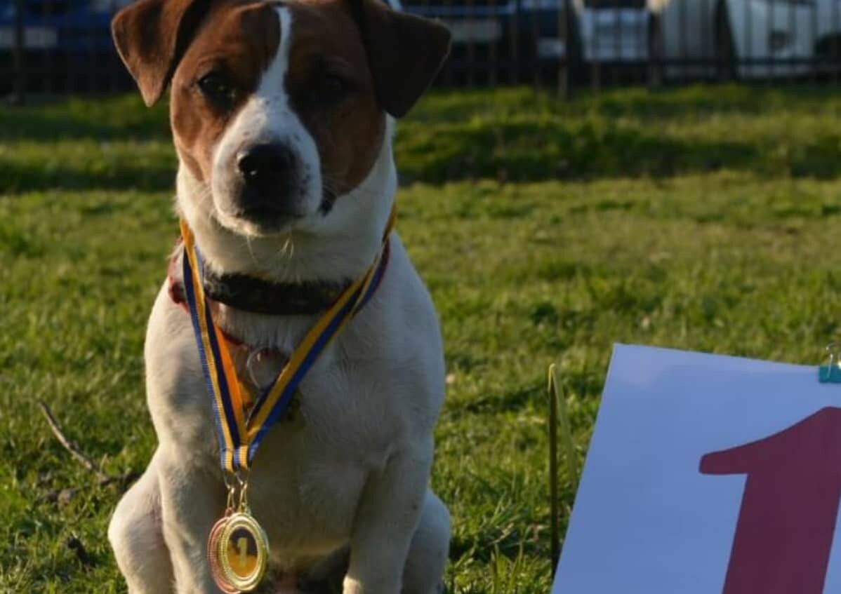 K-9