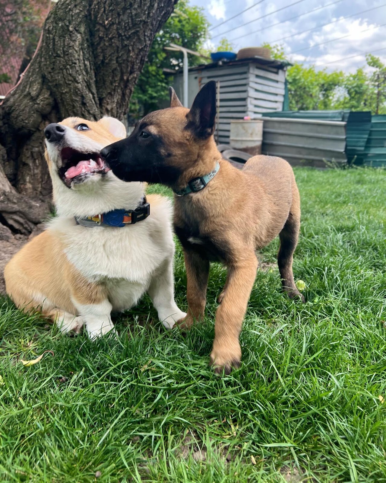 K-9