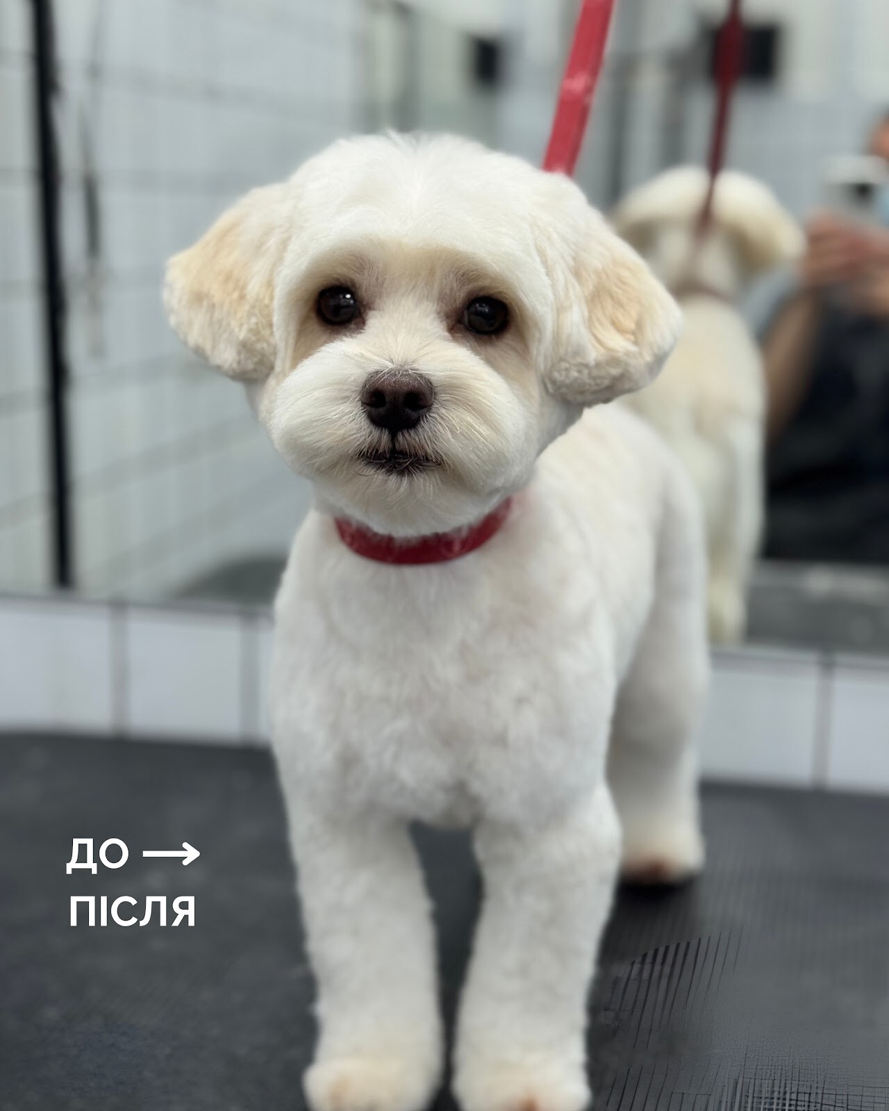 Barber Pet