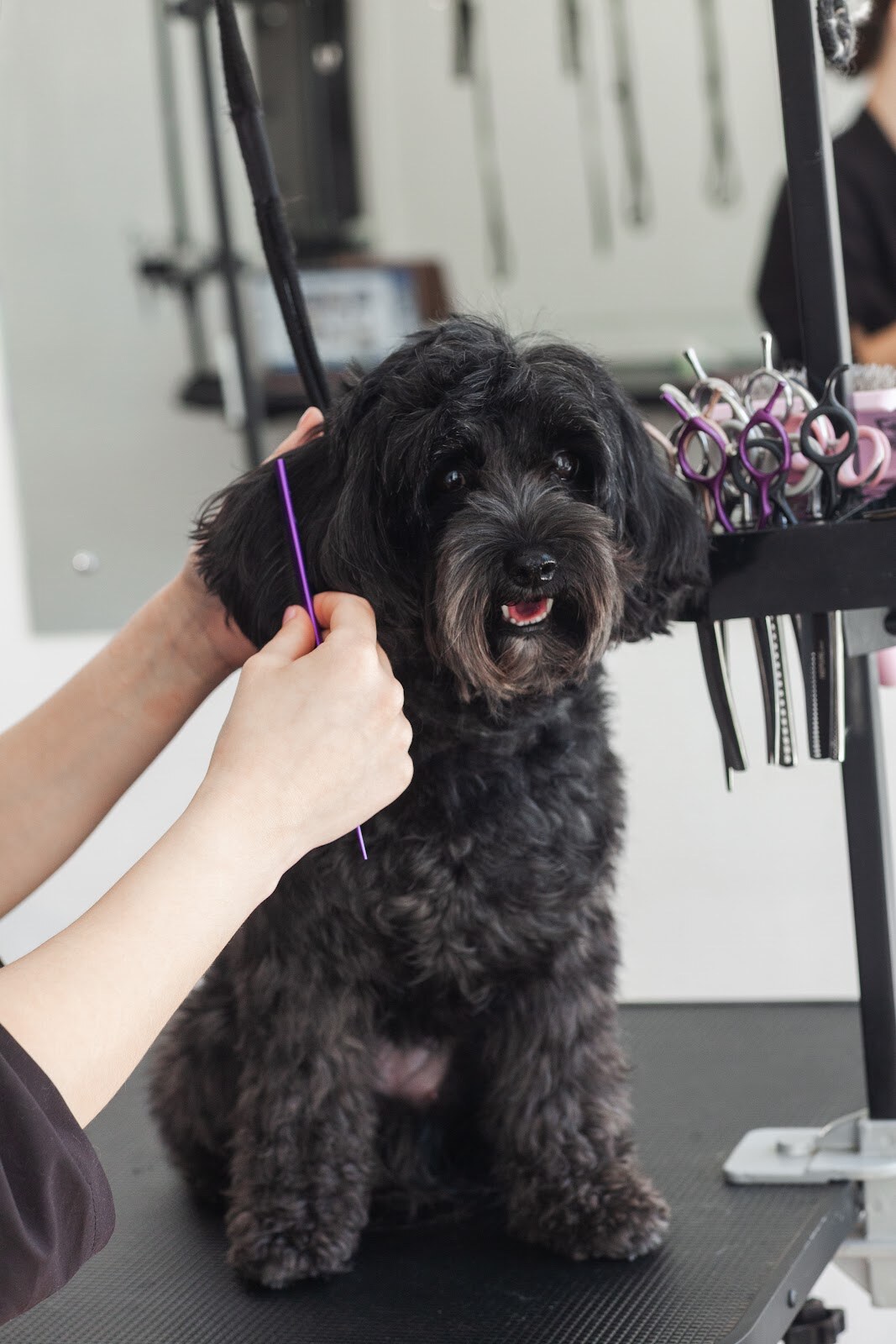 Bastidot Grooming